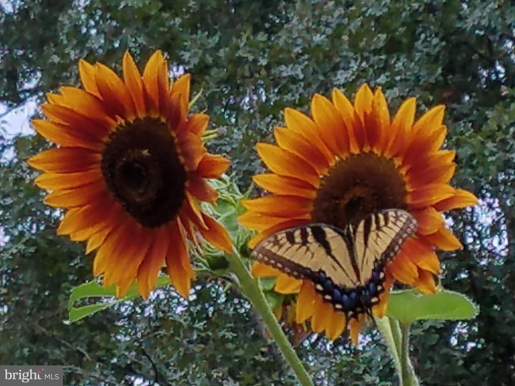 3505 SARAH DR, CHARLOTTESVILLE, Virginia 22911, 4 Bedrooms Bedrooms, ,3 BathroomsBathrooms,Residential,3505 SARAH DR,VAAB2001188 MLS # VAAB2001188