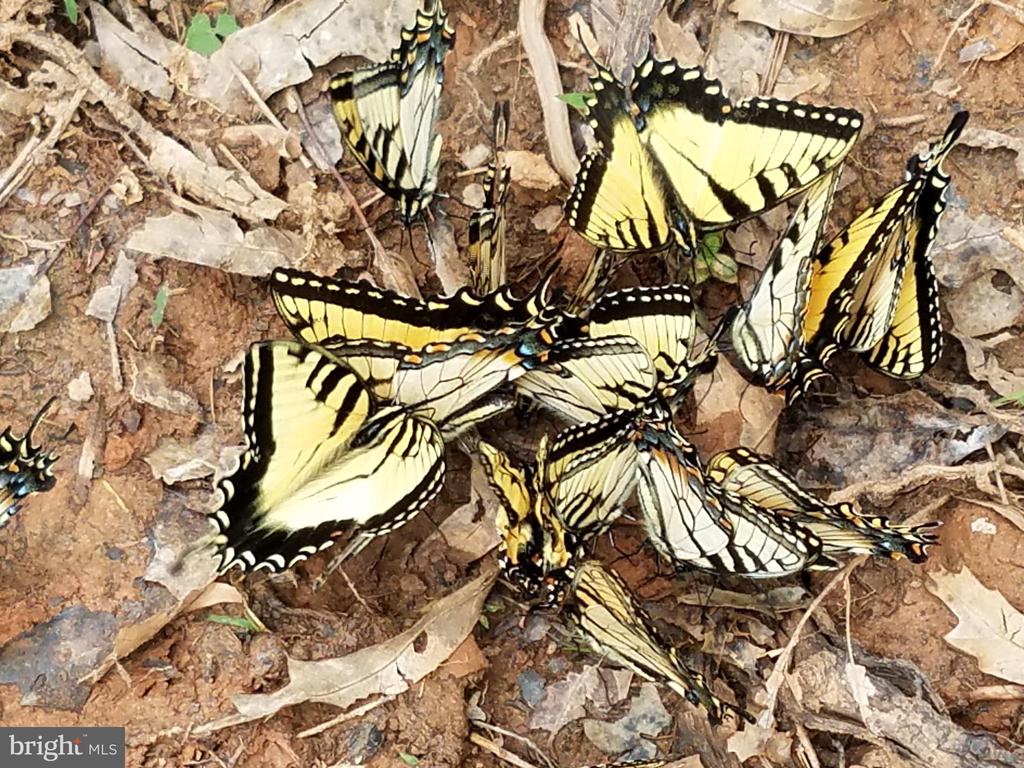 3505 SARAH DR, CHARLOTTESVILLE, Virginia 22911, 4 Bedrooms Bedrooms, ,3 BathroomsBathrooms,Residential,3505 SARAH DR,VAAB2001188 MLS # VAAB2001188