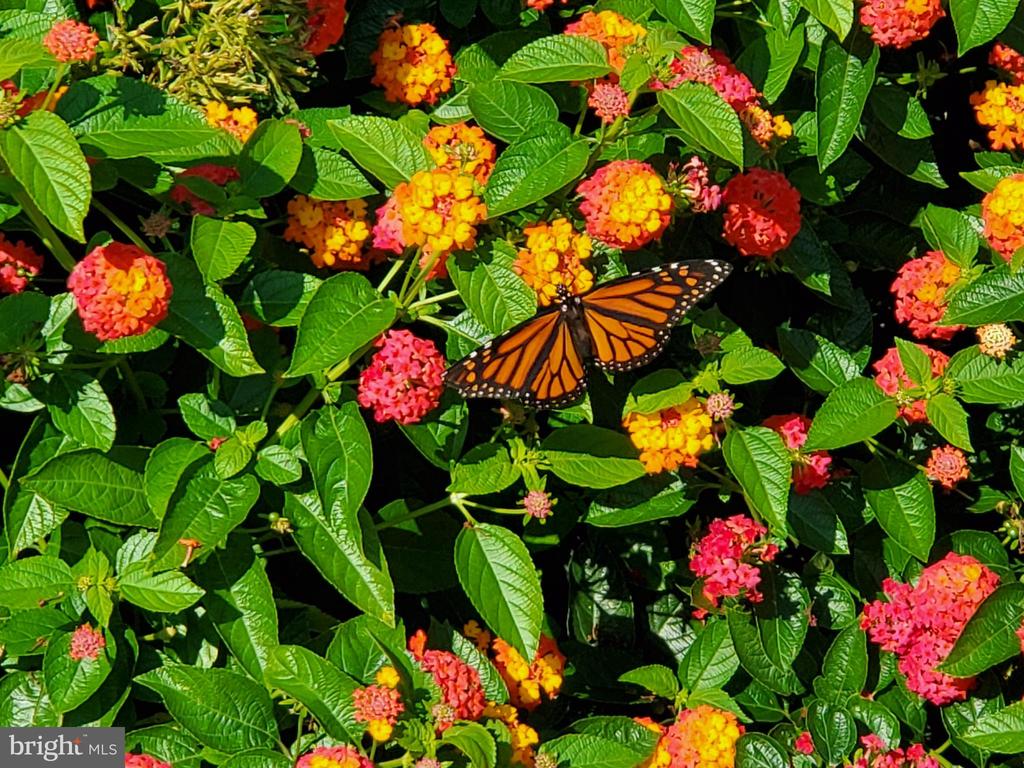 3505 SARAH DR, CHARLOTTESVILLE, Virginia 22911, 4 Bedrooms Bedrooms, ,3 BathroomsBathrooms,Residential,3505 SARAH DR,VAAB2001188 MLS # VAAB2001188