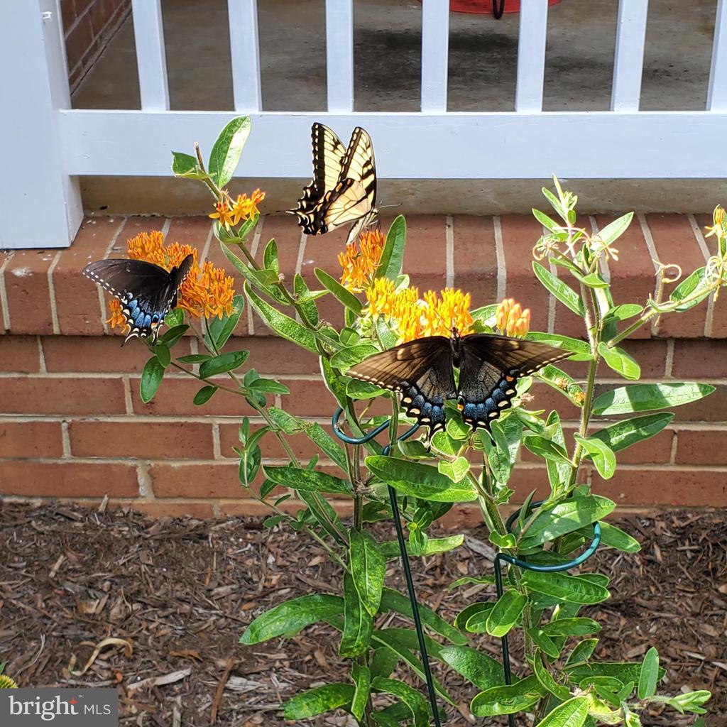 3505 SARAH DR, CHARLOTTESVILLE, Virginia 22911, 4 Bedrooms Bedrooms, ,3 BathroomsBathrooms,Residential,3505 SARAH DR,VAAB2001188 MLS # VAAB2001188