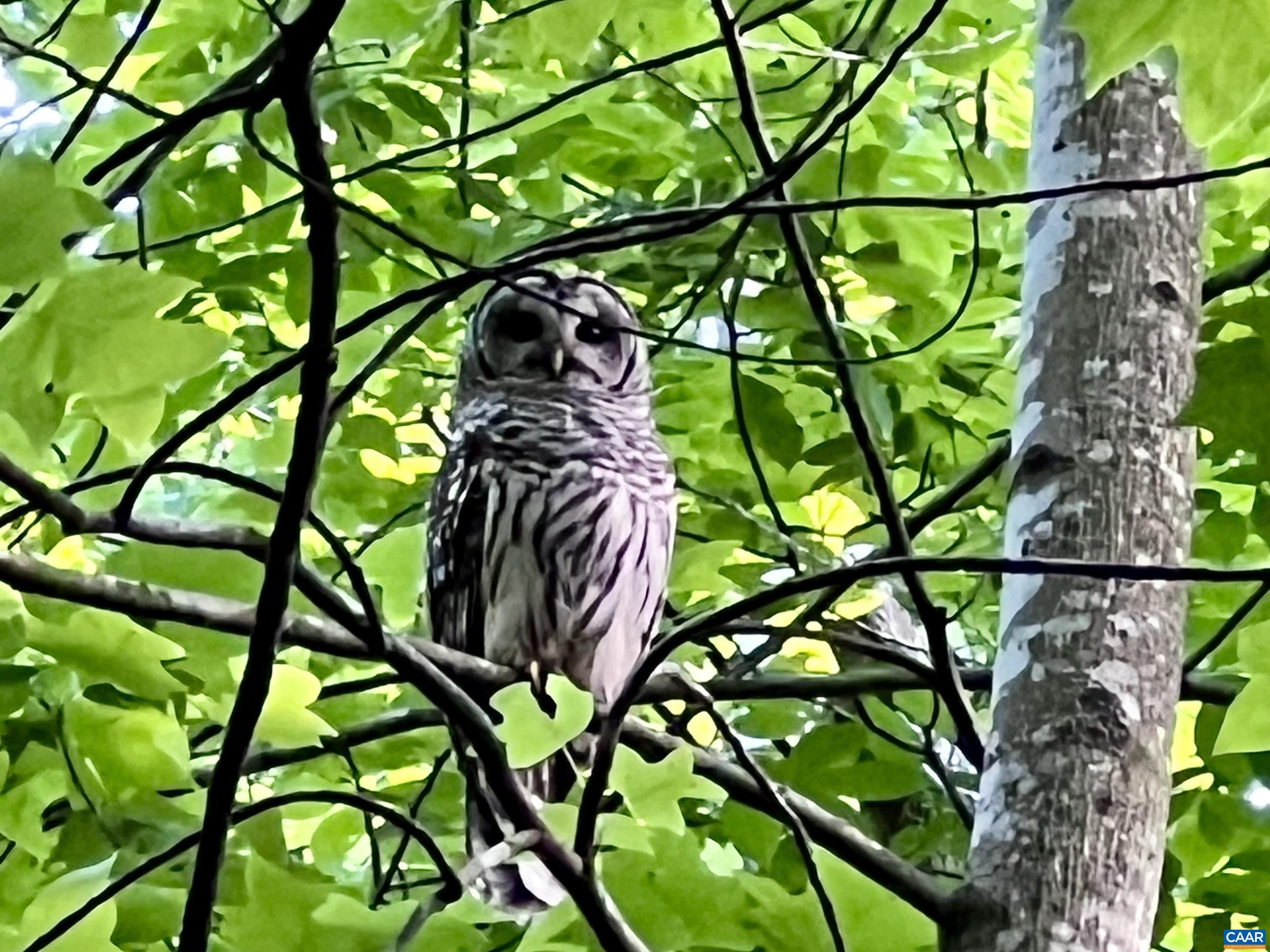 2236 CRAIGS STORE RD, AFTON, Virginia 22920, 4 Bedrooms Bedrooms, ,4 BathroomsBathrooms,Residential,Whistling Ridge Farm,2236 CRAIGS STORE RD,675713 MLS # 675713