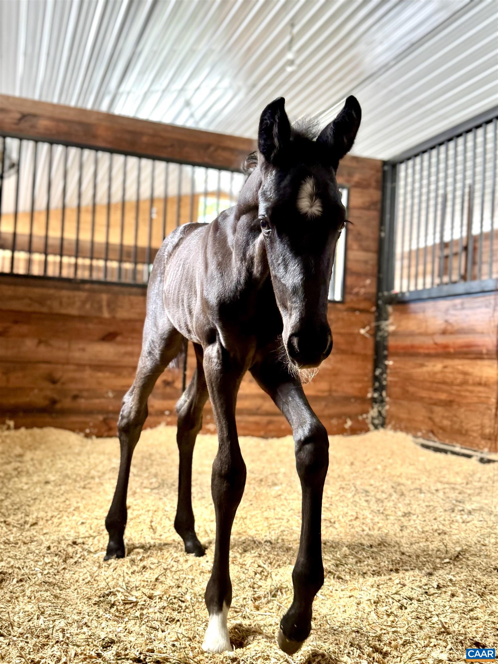 2236 CRAIGS STORE RD, AFTON, Virginia 22920, 4 Bedrooms Bedrooms, ,4 BathroomsBathrooms,Residential,Whistling Ridge Farm,2236 CRAIGS STORE RD,675713 MLS # 675713