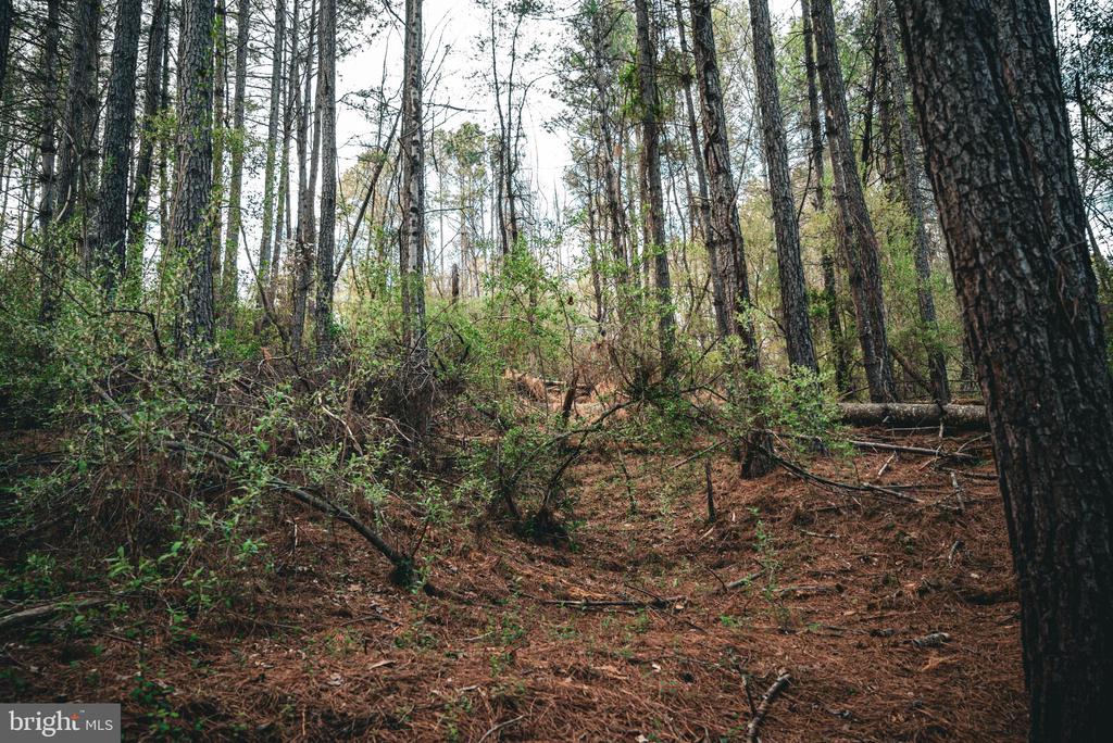 RIDGEVIEW DRIVE, RUCKERSVILLE, Virginia 22968, ,Land,RIDGEVIEW DRIVE,VAGR2000844 MLS # VAGR2000844