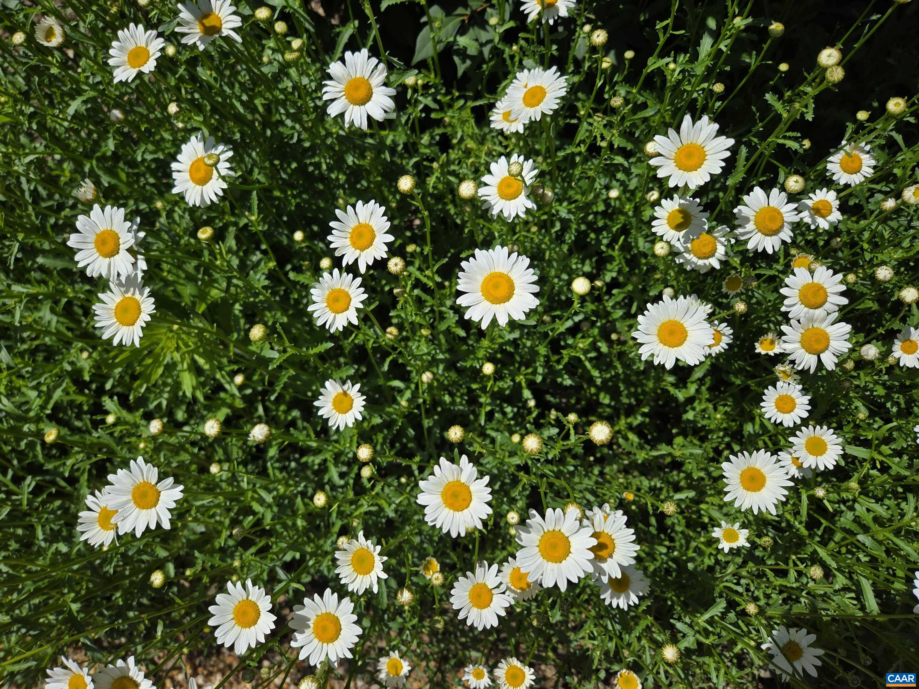 3505 SARAH DR, CHARLOTTESVILLE, Virginia 22911, 4 Bedrooms Bedrooms, ,3 BathroomsBathrooms,Residential,3505 SARAH DR,675558 MLS # 675558