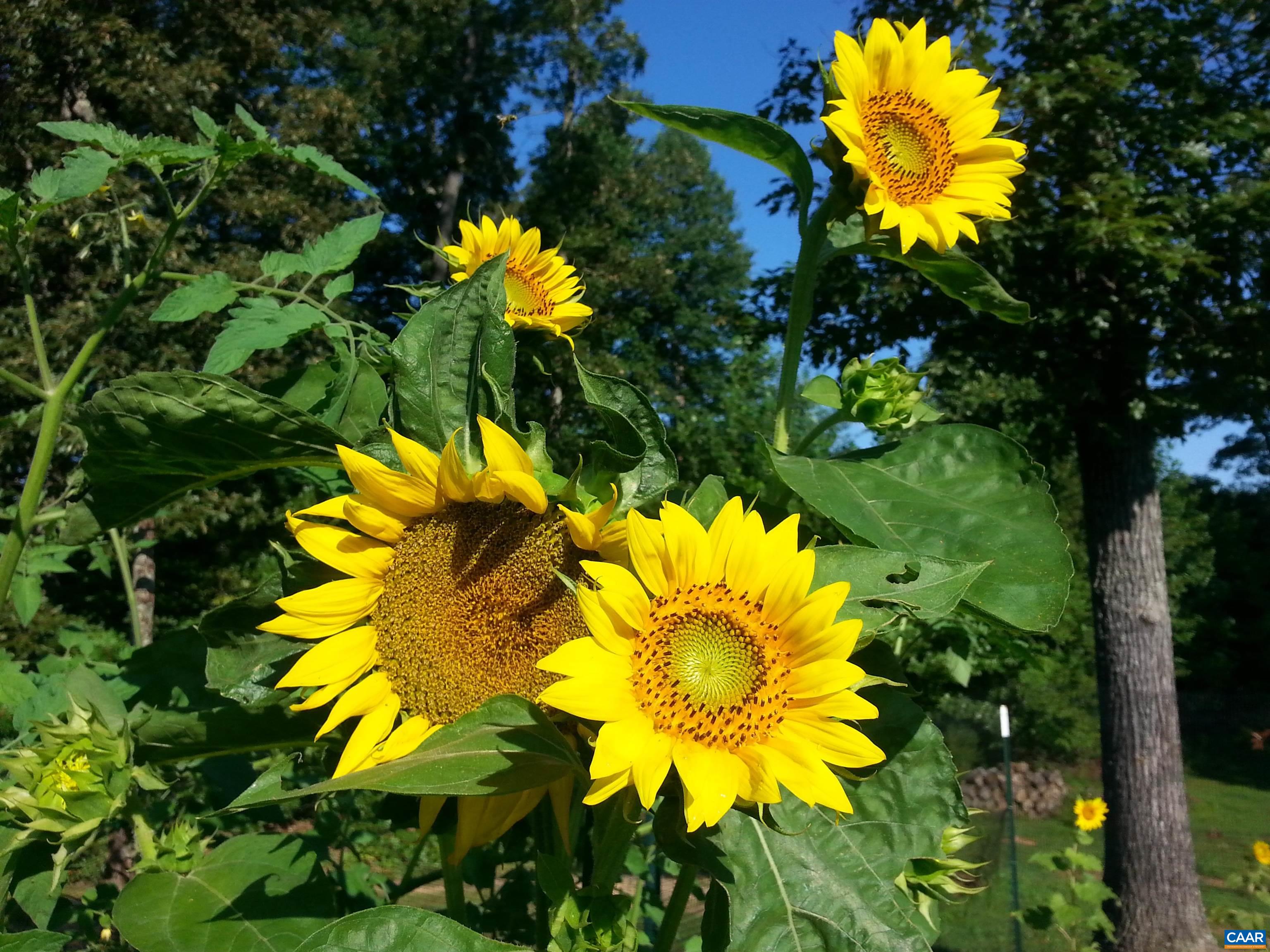 3505 SARAH DR, CHARLOTTESVILLE, Virginia 22911, 4 Bedrooms Bedrooms, ,3 BathroomsBathrooms,Residential,3505 SARAH DR,675558 MLS # 675558