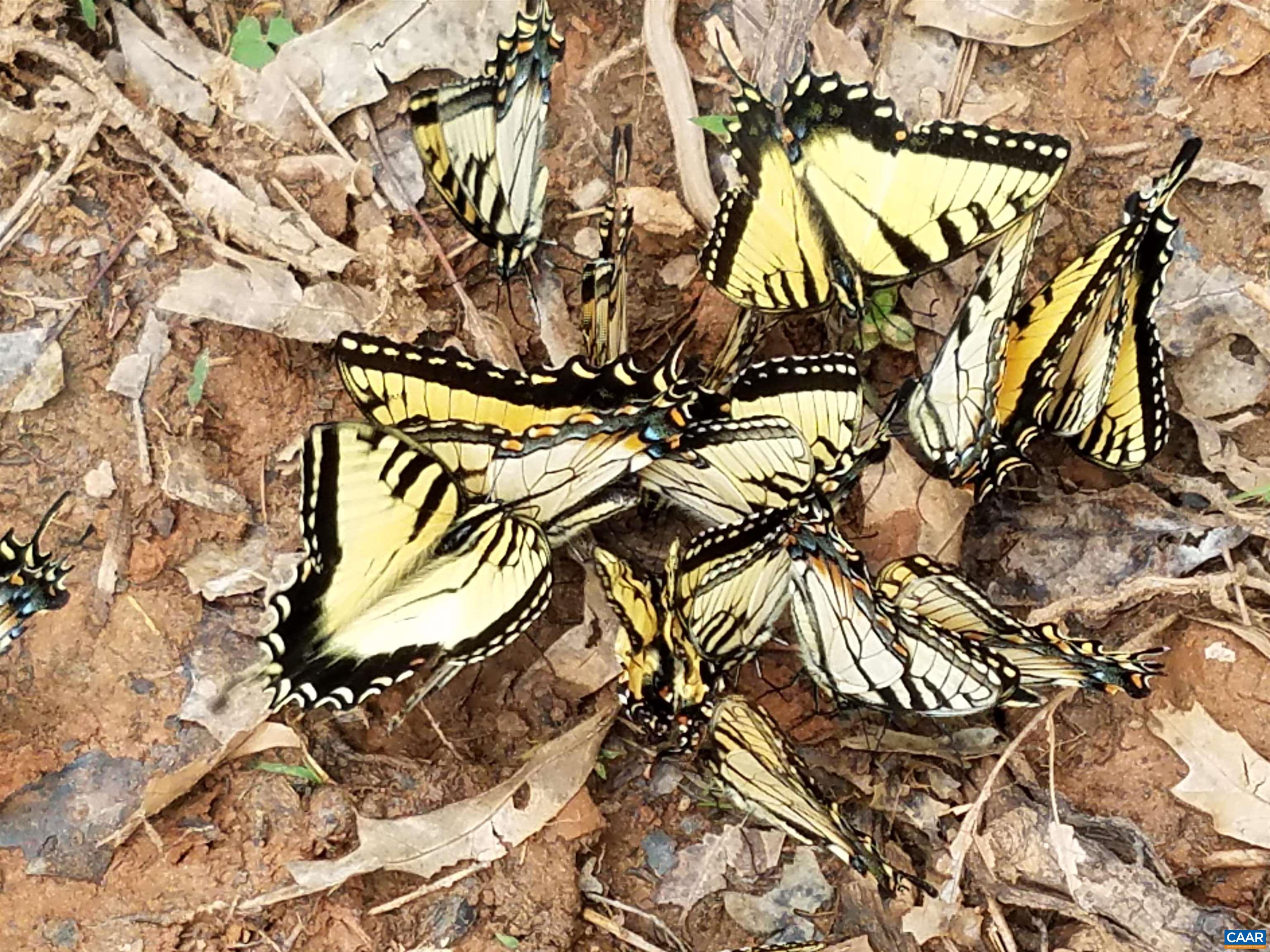 3505 SARAH DR, CHARLOTTESVILLE, Virginia 22911, 4 Bedrooms Bedrooms, ,3 BathroomsBathrooms,Residential,3505 SARAH DR,675558 MLS # 675558