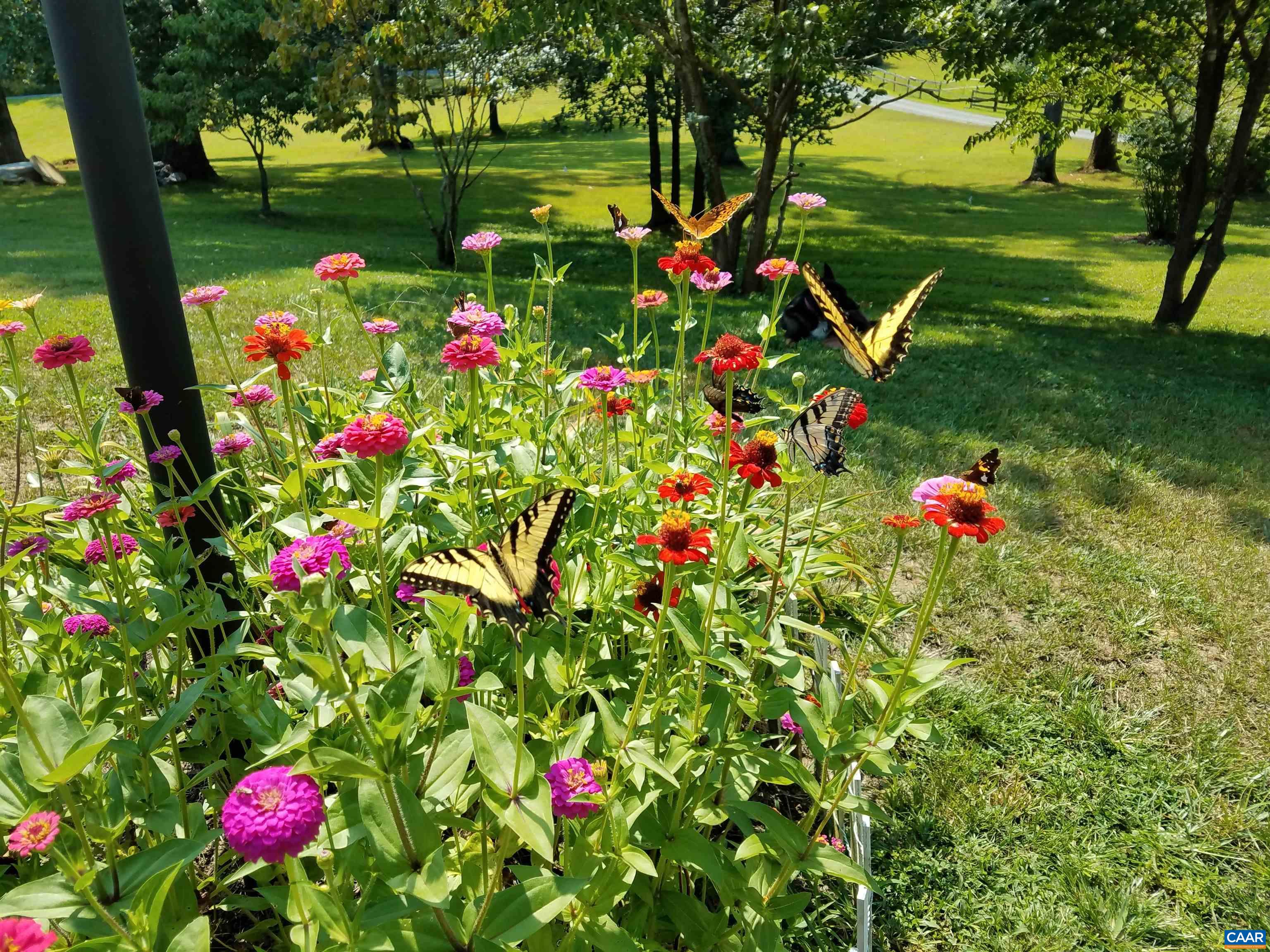 3505 SARAH DR, CHARLOTTESVILLE, Virginia 22911, 4 Bedrooms Bedrooms, ,3 BathroomsBathrooms,Residential,3505 SARAH DR,675558 MLS # 675558