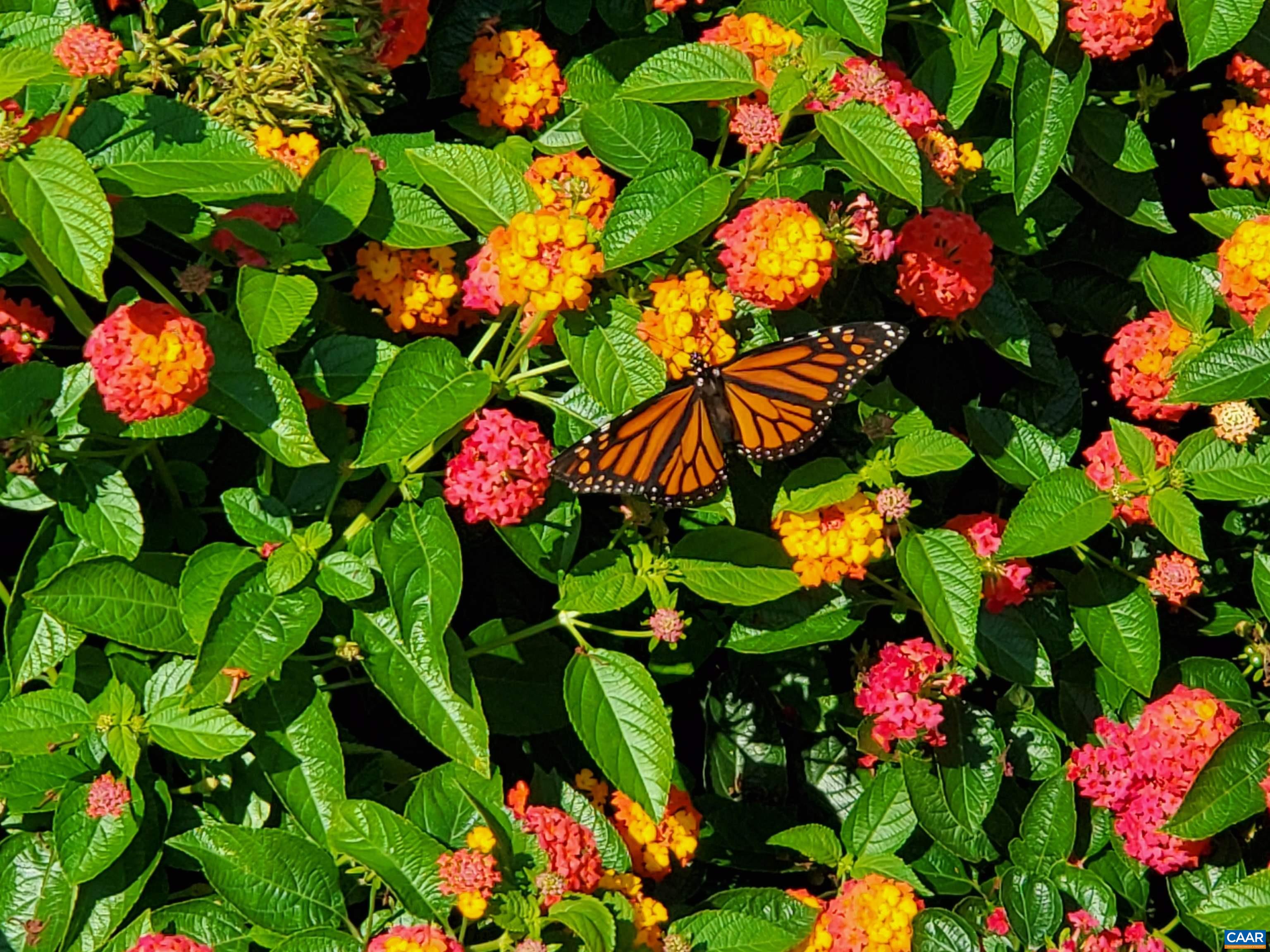 3505 SARAH DR, CHARLOTTESVILLE, Virginia 22911, 4 Bedrooms Bedrooms, ,3 BathroomsBathrooms,Residential,3505 SARAH DR,675558 MLS # 675558