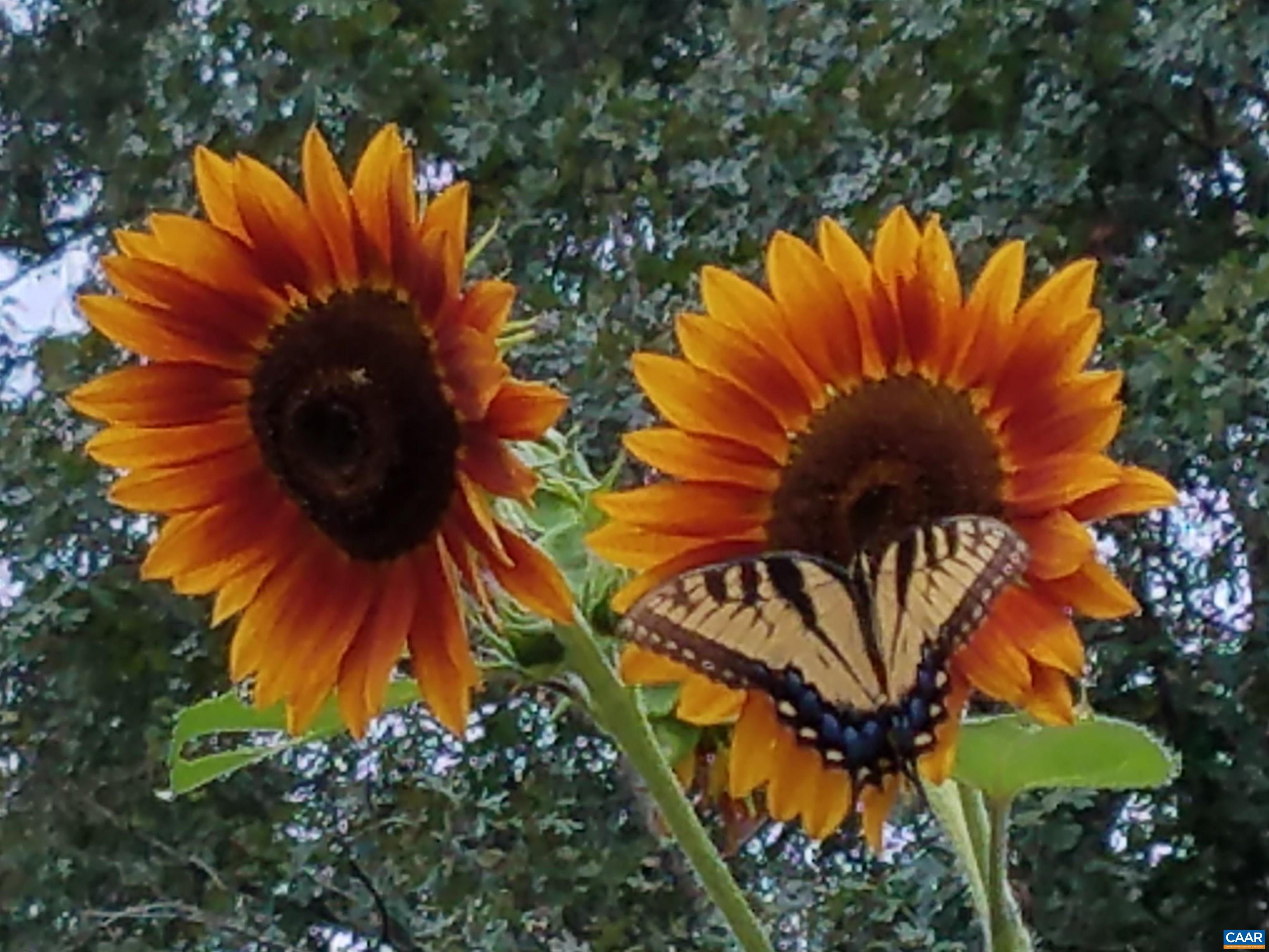 3505 SARAH DR, CHARLOTTESVILLE, Virginia 22911, 4 Bedrooms Bedrooms, ,3 BathroomsBathrooms,Residential,3505 SARAH DR,675558 MLS # 675558