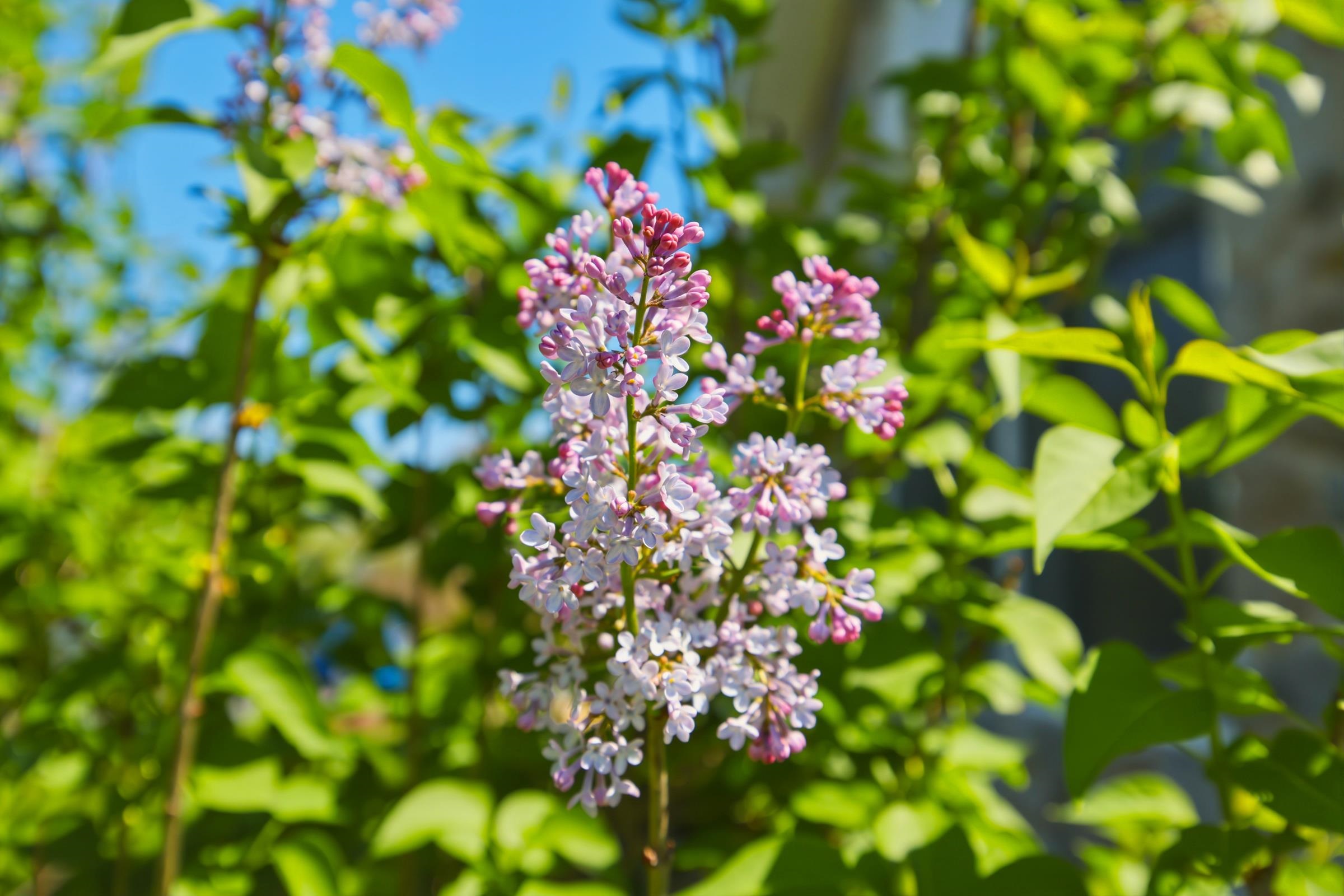 515 HOLLINGSWORTH RD, WOODSTOCK, Virginia 22664, 3 Bedrooms Bedrooms, ,2 BathroomsBathrooms,Residential,515 HOLLINGSWORTH RD,675812 MLS # 675812