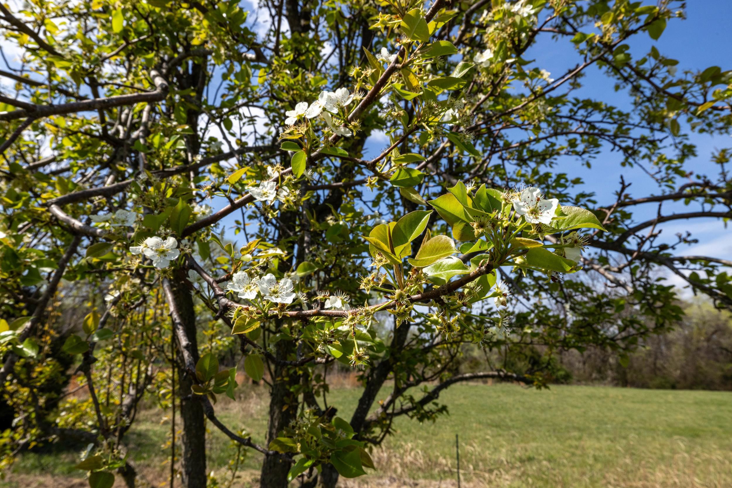 296 KEYSTONE RD, STANLEY, Virginia 22851, 2 Bedrooms Bedrooms, ,2 BathroomsBathrooms,Residential,296 KEYSTONE RD,675833 MLS # 675833