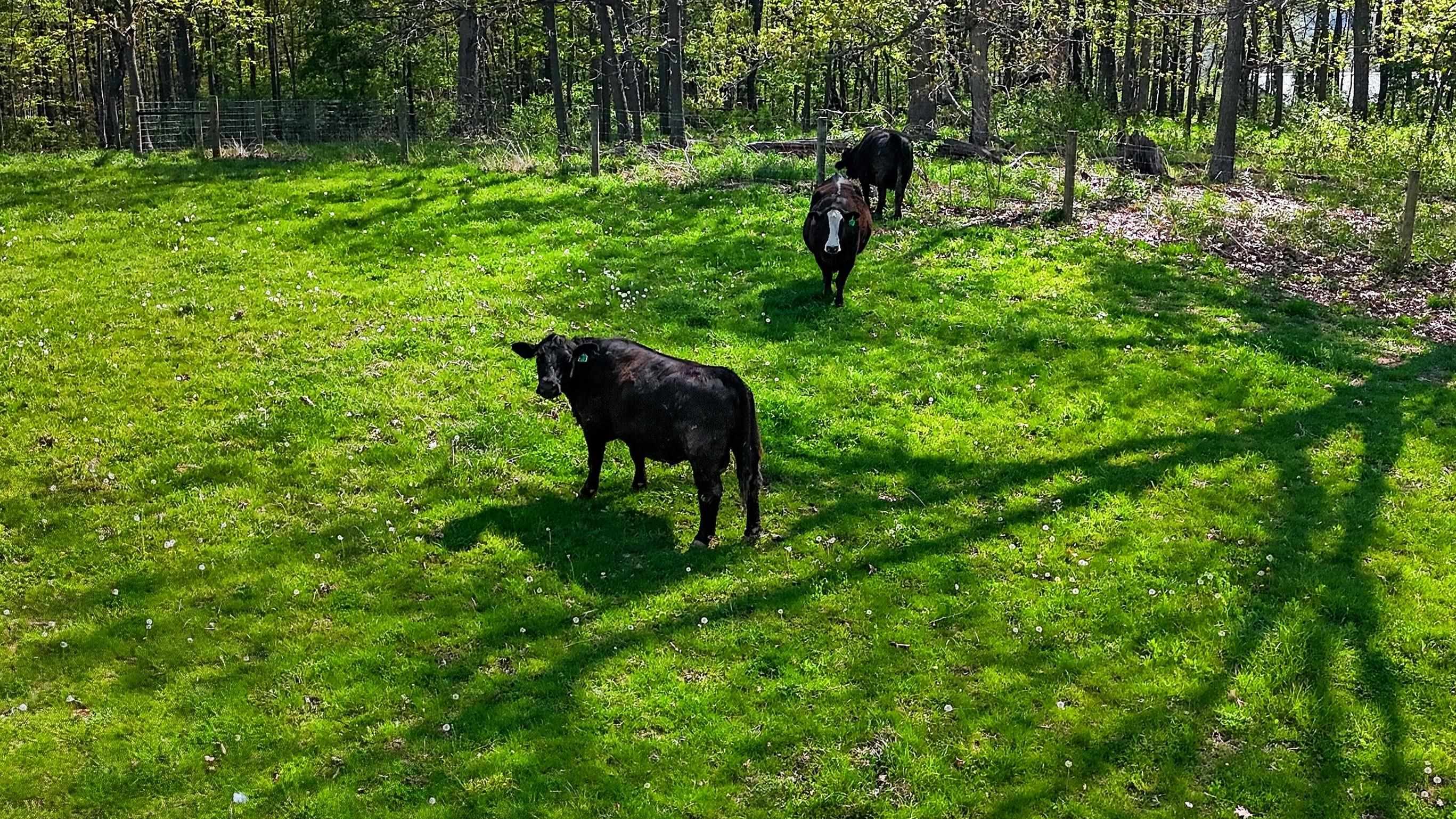 1522 DAM TOWN RD, FORT DEFIANCE, Virginia 24437, 3 Bedrooms Bedrooms, ,2 BathroomsBathrooms,Residential,1522 DAM TOWN RD,675869 MLS # 675869