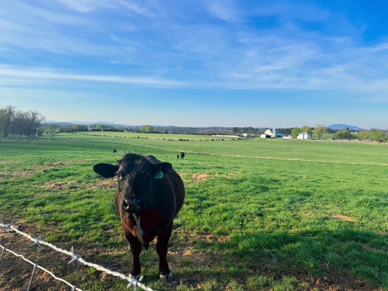 1522 DAM TOWN RD, FORT DEFIANCE, Virginia 24437, 3 Bedrooms Bedrooms, ,2 BathroomsBathrooms,Residential,1522 DAM TOWN RD,675869 MLS # 675869