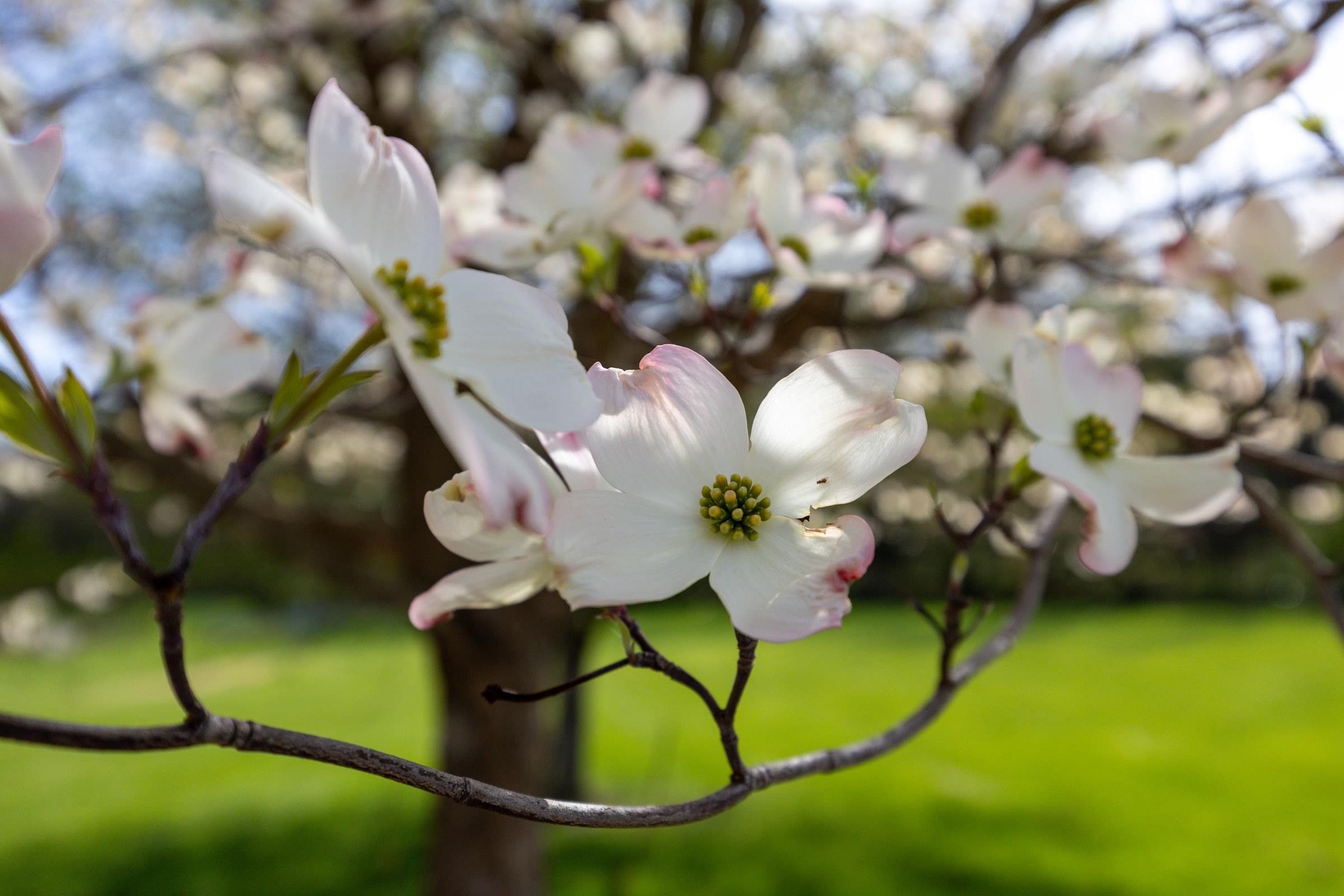 1008 SHIPWRECK DR, NEW MARKET, Virginia 22844, 4 Bedrooms Bedrooms, ,2 BathroomsBathrooms,Residential,1008 SHIPWRECK DR,675685 MLS # 675685