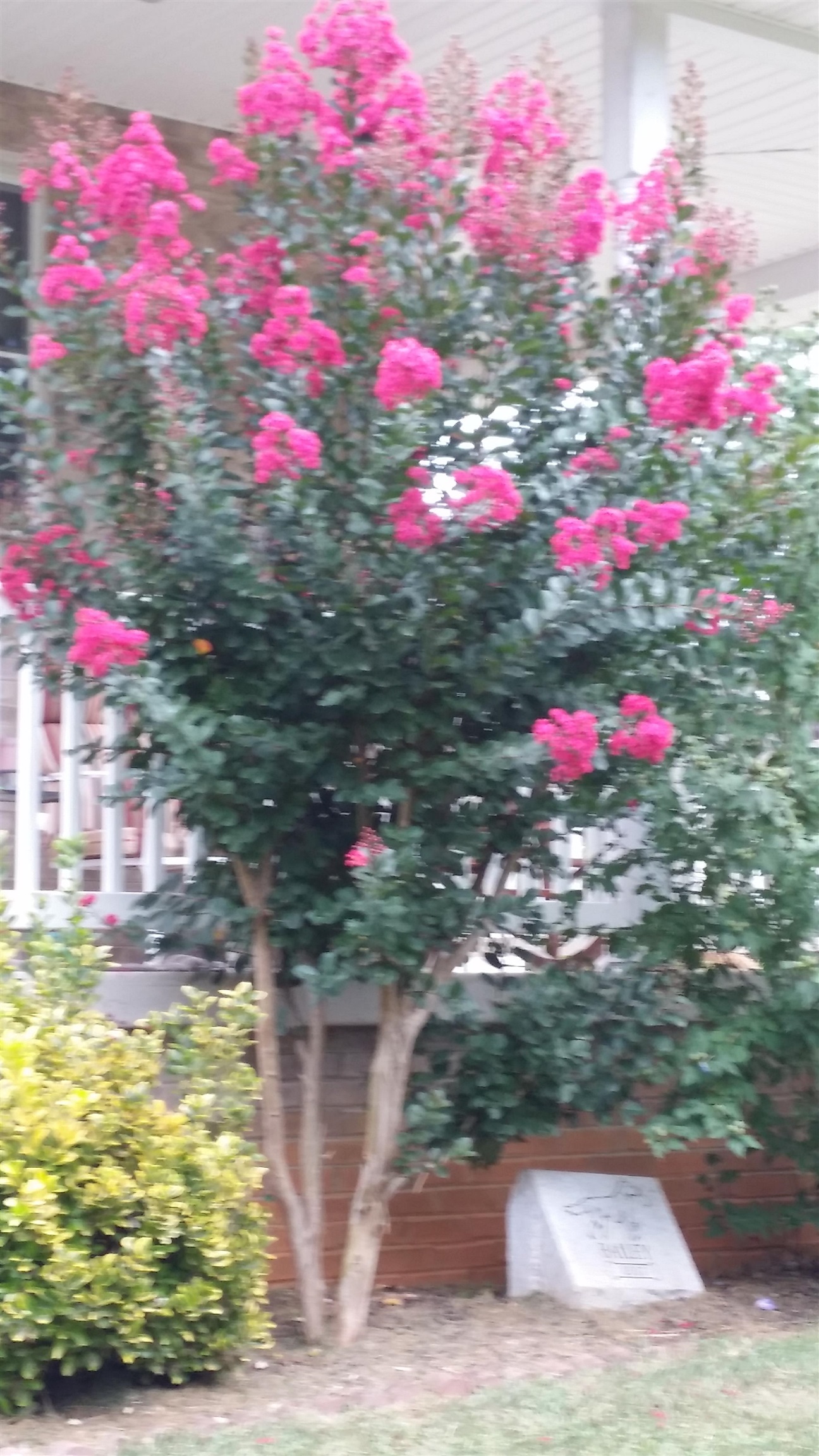 131 RURAL DR, MOUNT SOLON, Virginia 22843, 4 Bedrooms Bedrooms, ,3 BathroomsBathrooms,Residential,131 RURAL DR,675906 MLS # 675906