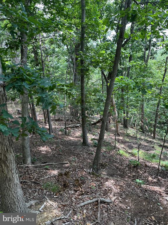 0 FOREST DR, STANLEY, Virginia 22851, ,Land,0 FOREST DR,VAPA2006292 MLS # VAPA2006292