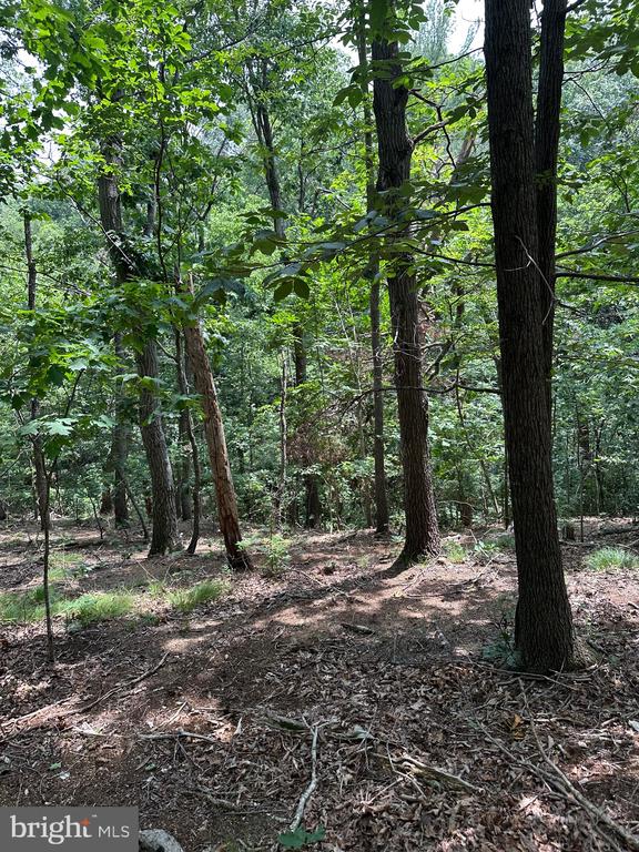 0 FOREST DR, STANLEY, Virginia 22851, ,Land,0 FOREST DR,VAPA2006292 MLS # VAPA2006292