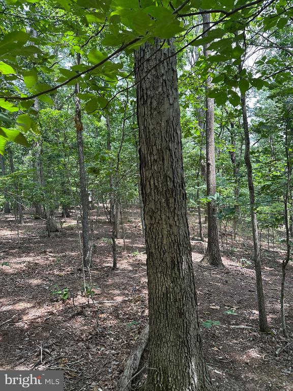 0 FOREST DR, STANLEY, Virginia 22851, ,Land,0 FOREST DR,VAPA2006292 MLS # VAPA2006292