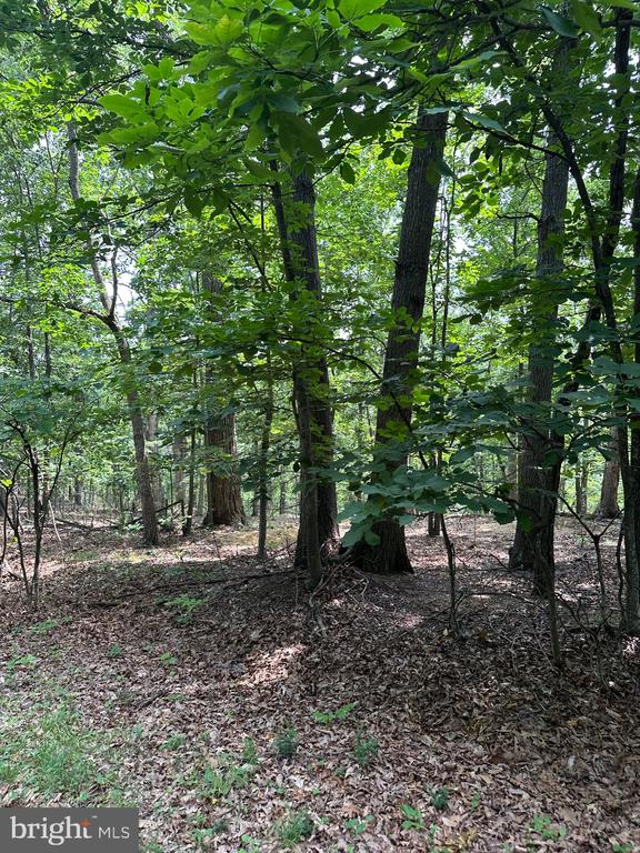 0 FOREST DR, STANLEY, Virginia 22851, ,Land,0 FOREST DR,VAPA2006292 MLS # VAPA2006292