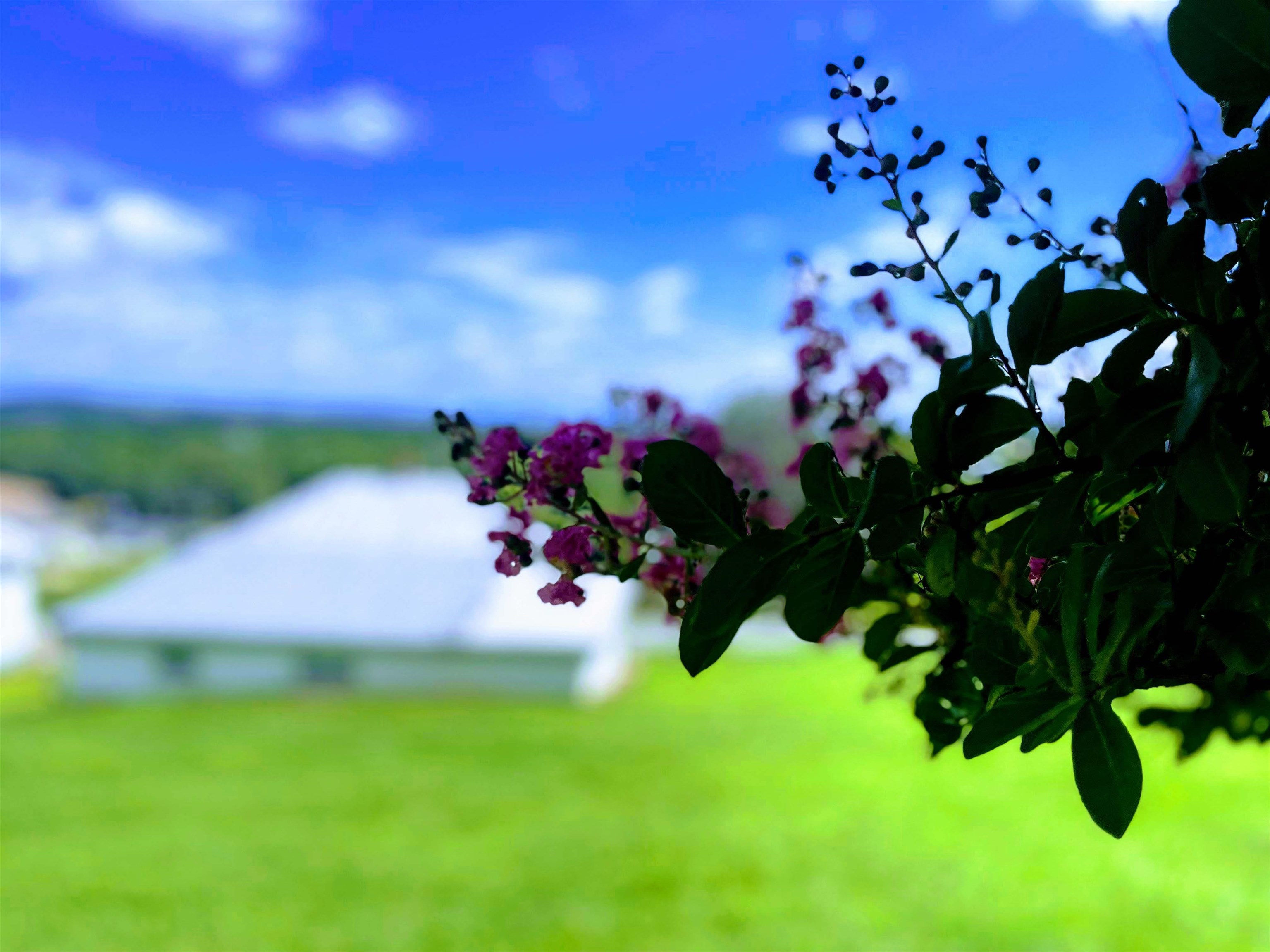 914 ALTA ST, STAUNTON, Virginia 24401, 3 Bedrooms Bedrooms, ,1 BathroomBathrooms,Residential,914 ALTA ST,667408 MLS # 667408