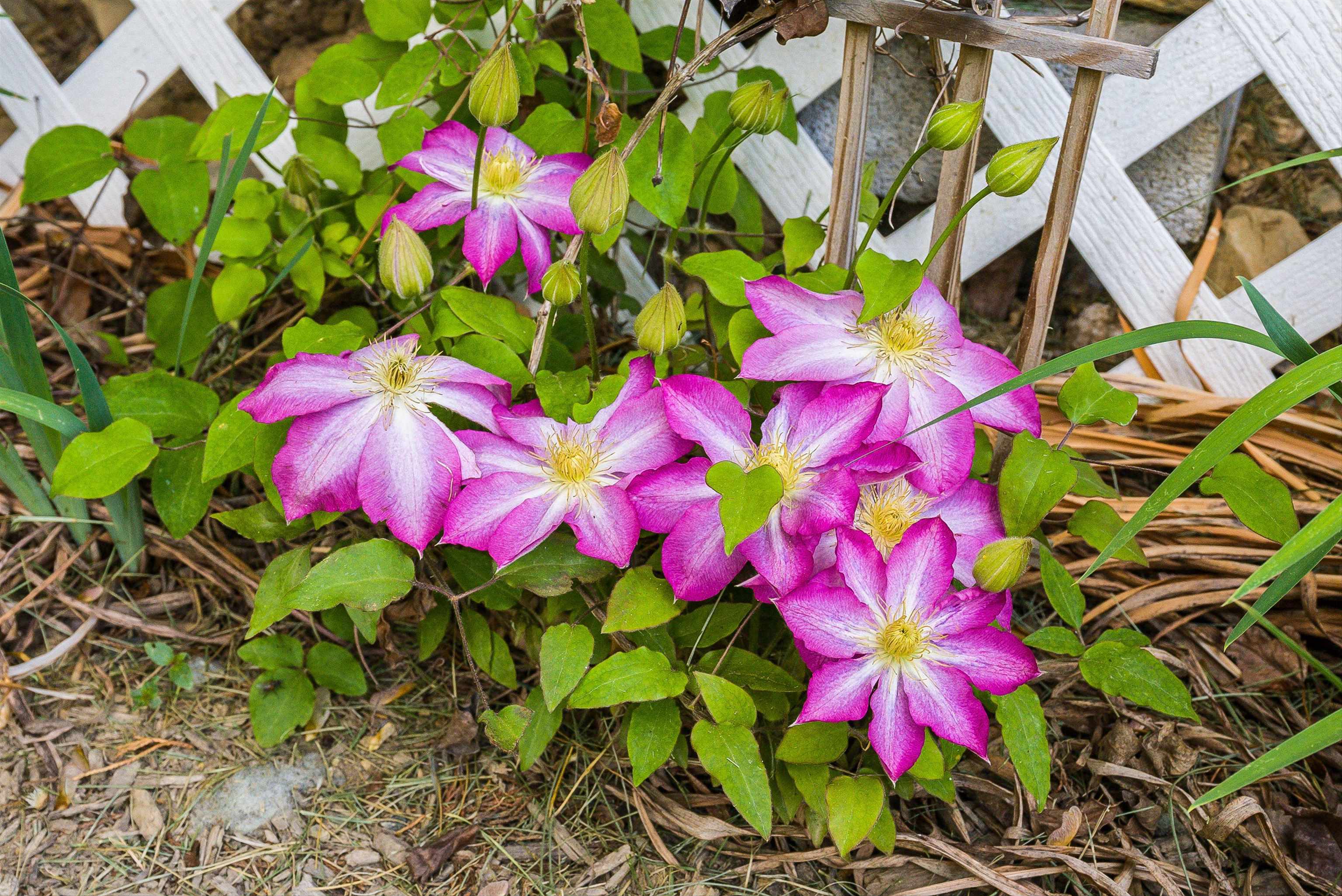 84 WINDSOR DR, FISHERSVILLE, Virginia 22939, 3 Bedrooms Bedrooms, ,2 BathroomsBathrooms,Residential,84 WINDSOR DR,675925 MLS # 675925