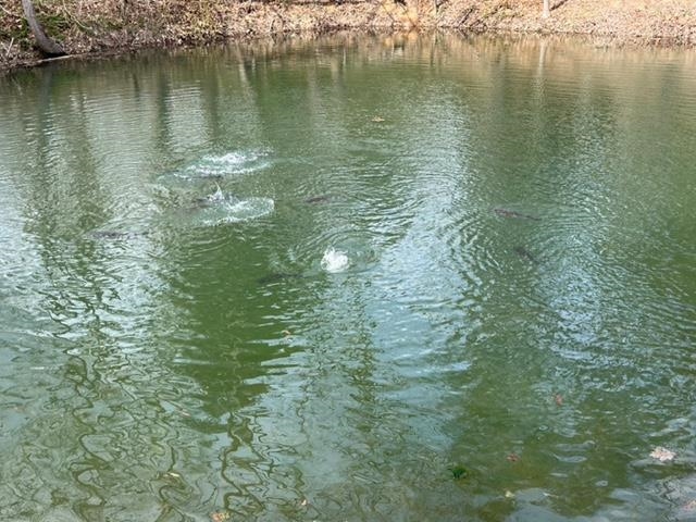 163 acres HOPKINS GAP RD, FULKS RUN, Virginia 22830, ,Farm,163 acres HOPKINS GAP RD,675968 MLS # 675968