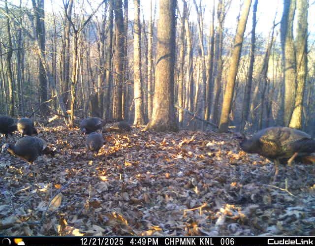 163 acres HOPKINS GAP RD, FULKS RUN, Virginia 22830, ,Farm,163 acres HOPKINS GAP RD,675968 MLS # 675968