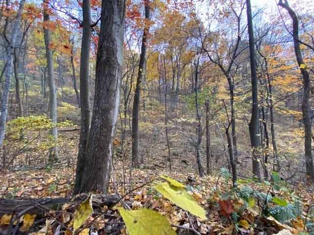 163 acres HOPKINS GAP RD, FULKS RUN, Virginia 22830, ,Farm,163 acres HOPKINS GAP RD,675968 MLS # 675968