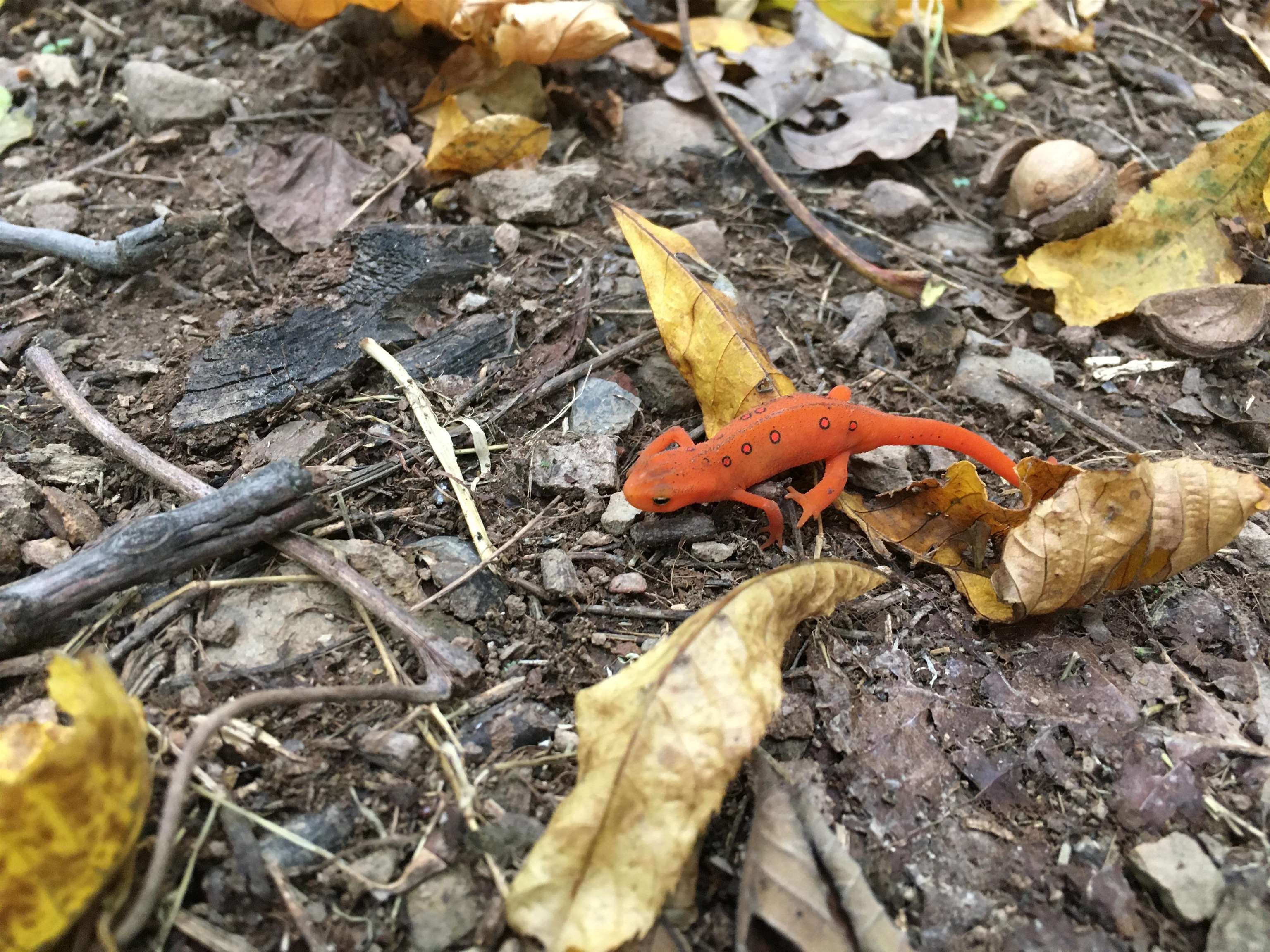 163 acres HOPKINS GAP RD, FULKS RUN, Virginia 22830, ,Farm,163 acres HOPKINS GAP RD,675968 MLS # 675968