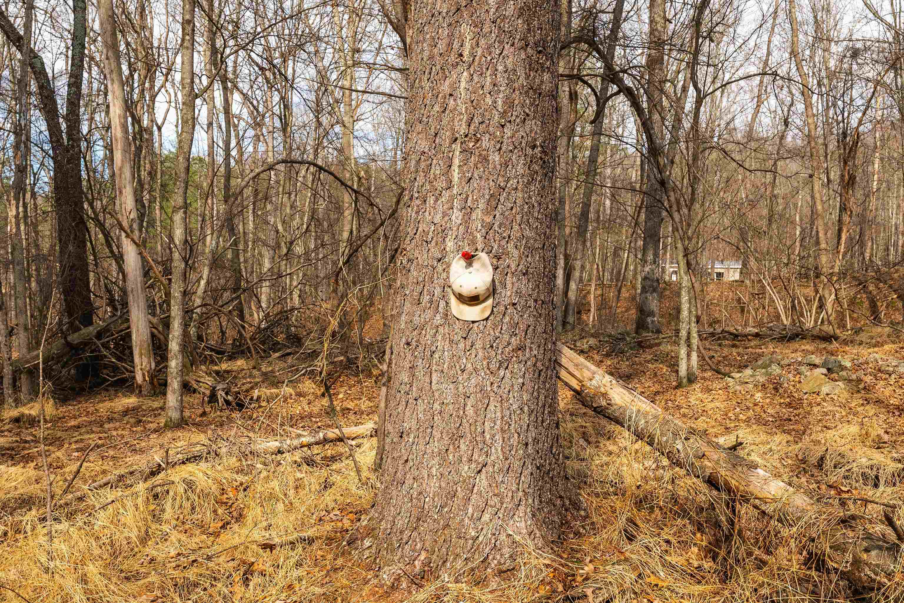 Lot 1 HOPKINS GAP RD, FULKS RUN, Virginia 22830, ,Farm,Lot 1 HOPKINS GAP RD,675970 MLS # 675970