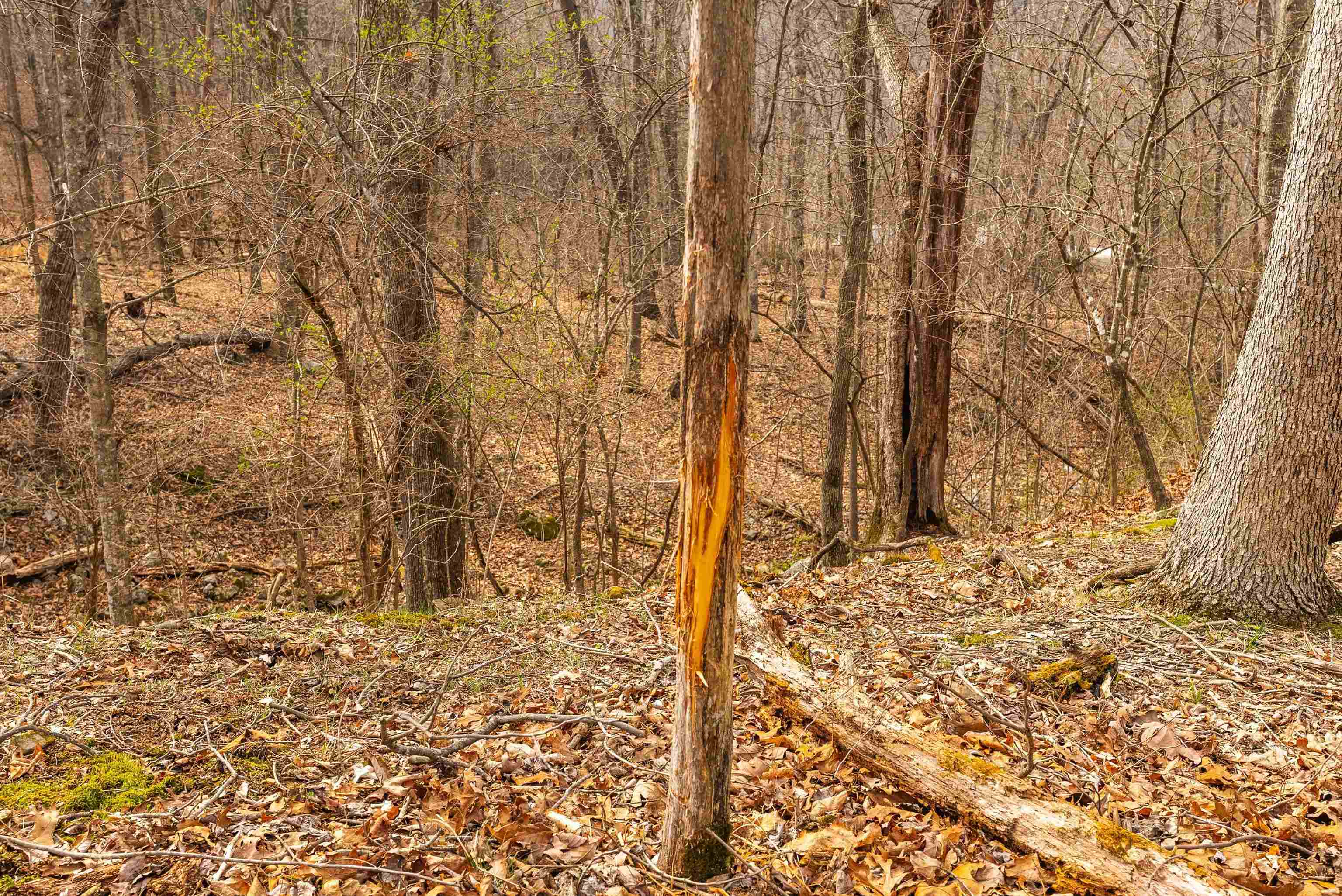 Lot 1 HOPKINS GAP RD, FULKS RUN, Virginia 22830, ,Farm,Lot 1 HOPKINS GAP RD,675970 MLS # 675970