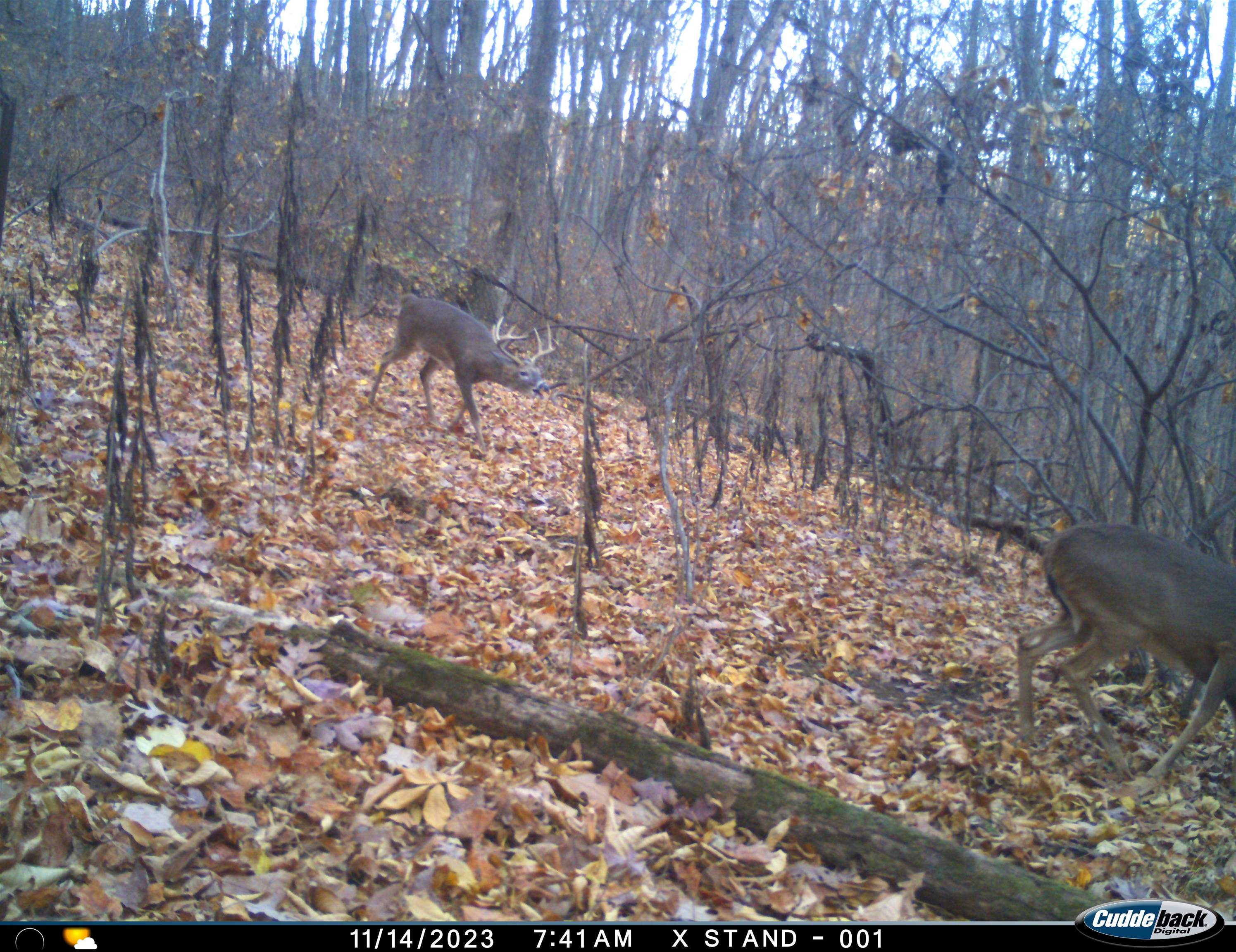 Lot 1 HOPKINS GAP RD, FULKS RUN, Virginia 22830, ,Farm,Lot 1 HOPKINS GAP RD,675970 MLS # 675970