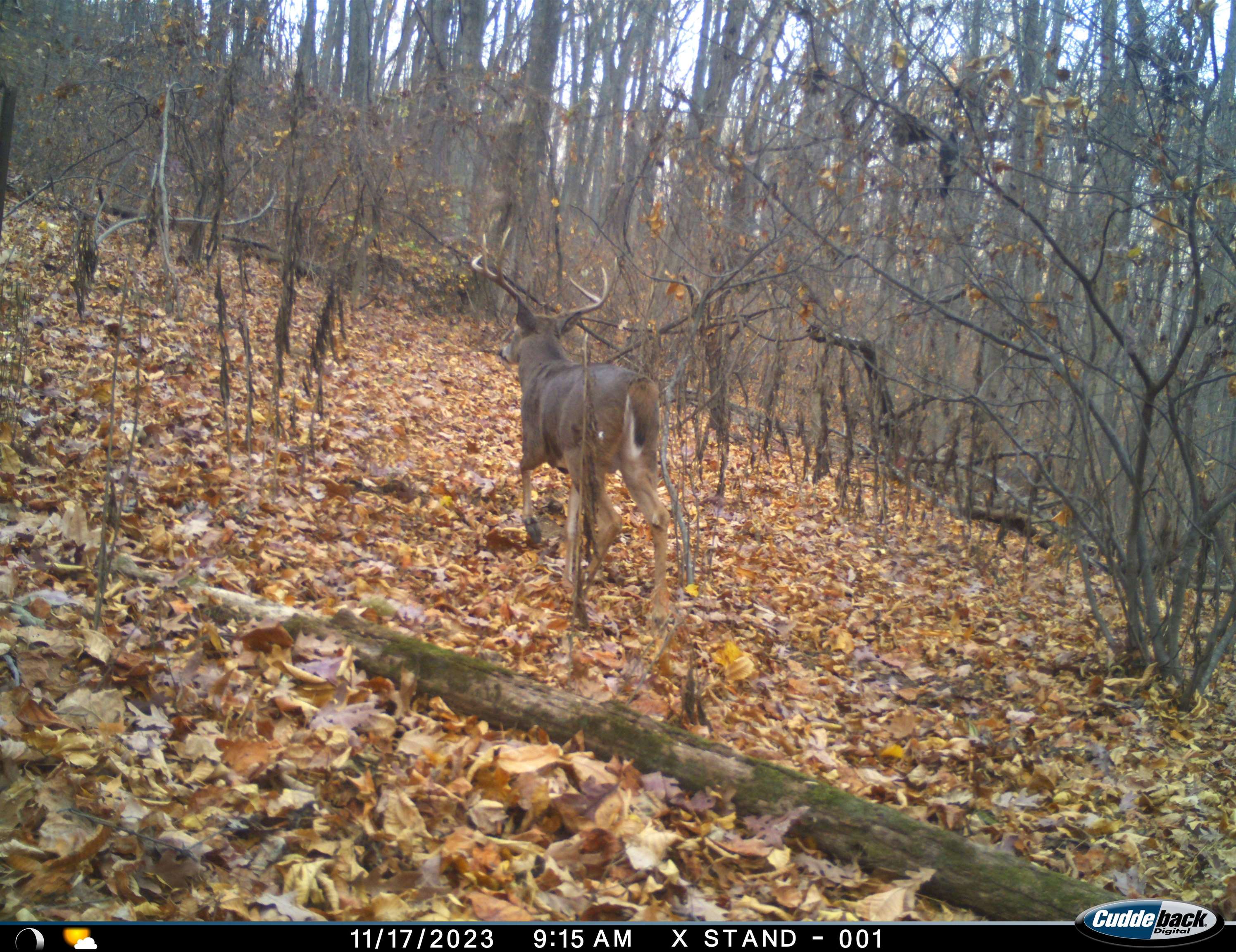 Lot 1 HOPKINS GAP RD, FULKS RUN, Virginia 22830, ,Farm,Lot 1 HOPKINS GAP RD,675970 MLS # 675970