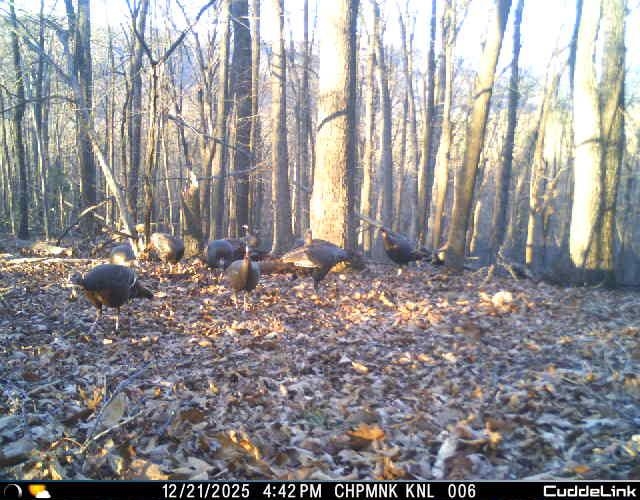 Lot 1 HOPKINS GAP RD, FULKS RUN, Virginia 22830, ,Farm,Lot 1 HOPKINS GAP RD,675970 MLS # 675970