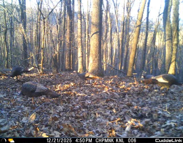 Lot 1 HOPKINS GAP RD, FULKS RUN, Virginia 22830, ,Farm,Lot 1 HOPKINS GAP RD,675970 MLS # 675970