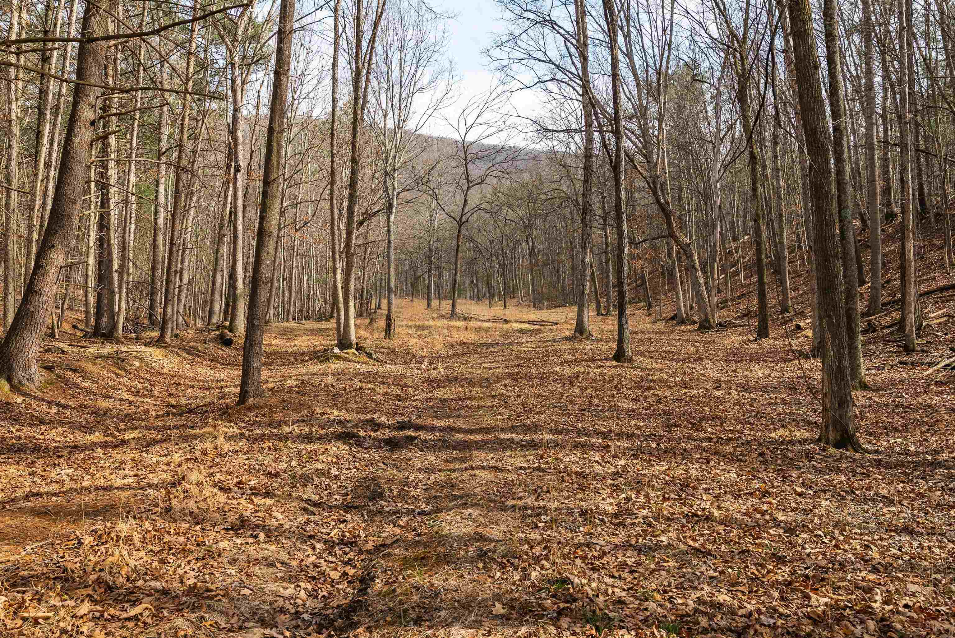 Lot 1 HOPKINS GAP RD, FULKS RUN, Virginia 22830, ,Farm,Lot 1 HOPKINS GAP RD,675970 MLS # 675970