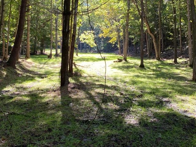 Lot 1 HOPKINS GAP RD, FULKS RUN, Virginia 22830, ,Farm,Lot 1 HOPKINS GAP RD,675970 MLS # 675970