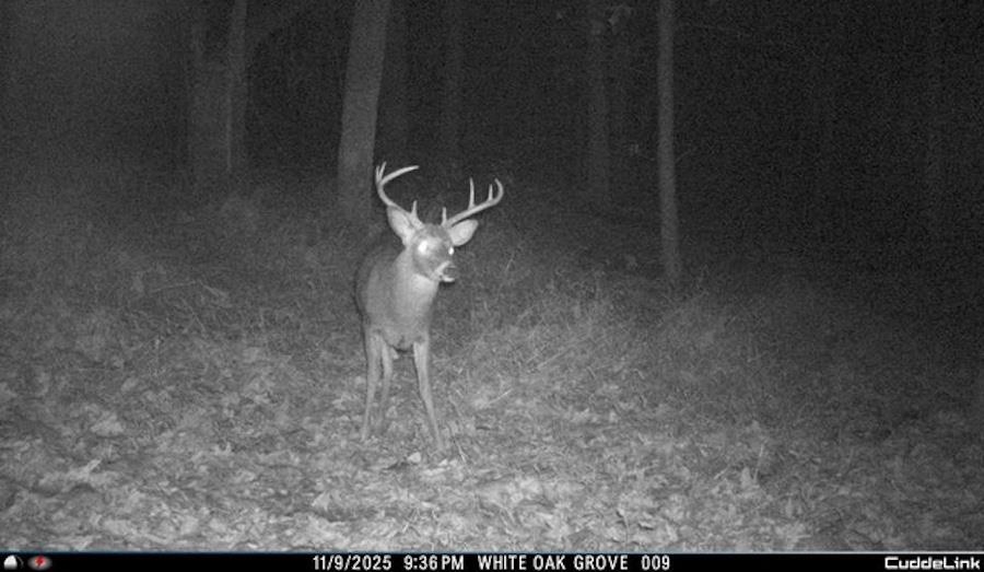 81.5 Acres HOPKINS GAP RD, FULKS RUN, Virginia 22830, ,Farm,81.5 Acres HOPKINS GAP RD,675971 MLS # 675971