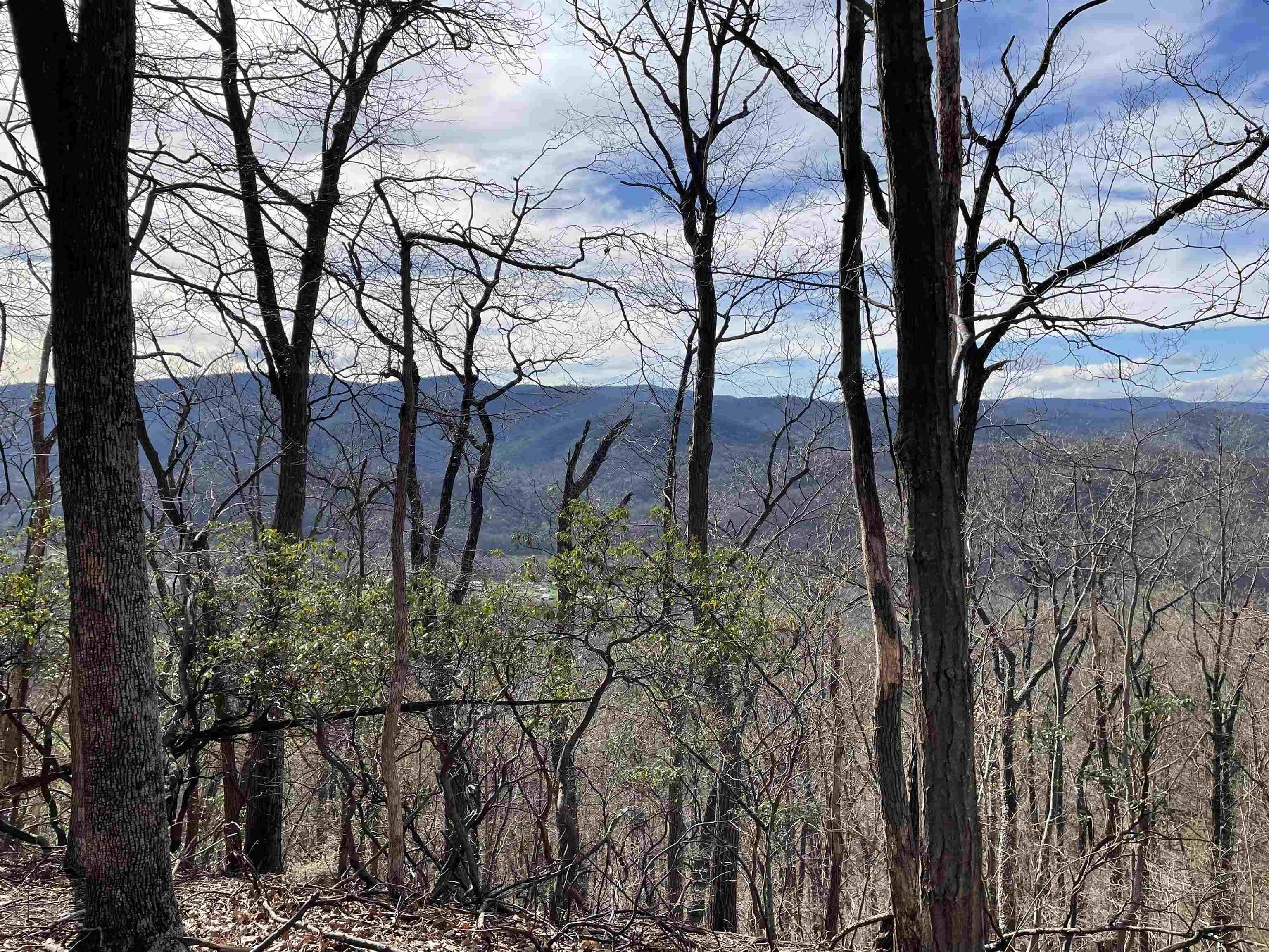 81.5 Acres HOPKINS GAP RD, FULKS RUN, Virginia 22830, ,Farm,81.5 Acres HOPKINS GAP RD,675971 MLS # 675971