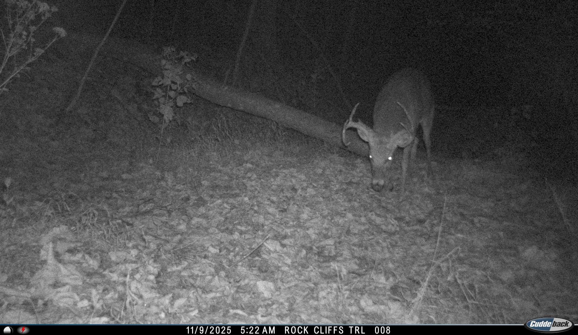 81.5 Acres HOPKINS GAP RD, FULKS RUN, Virginia 22830, ,Farm,81.5 Acres HOPKINS GAP RD,675971 MLS # 675971