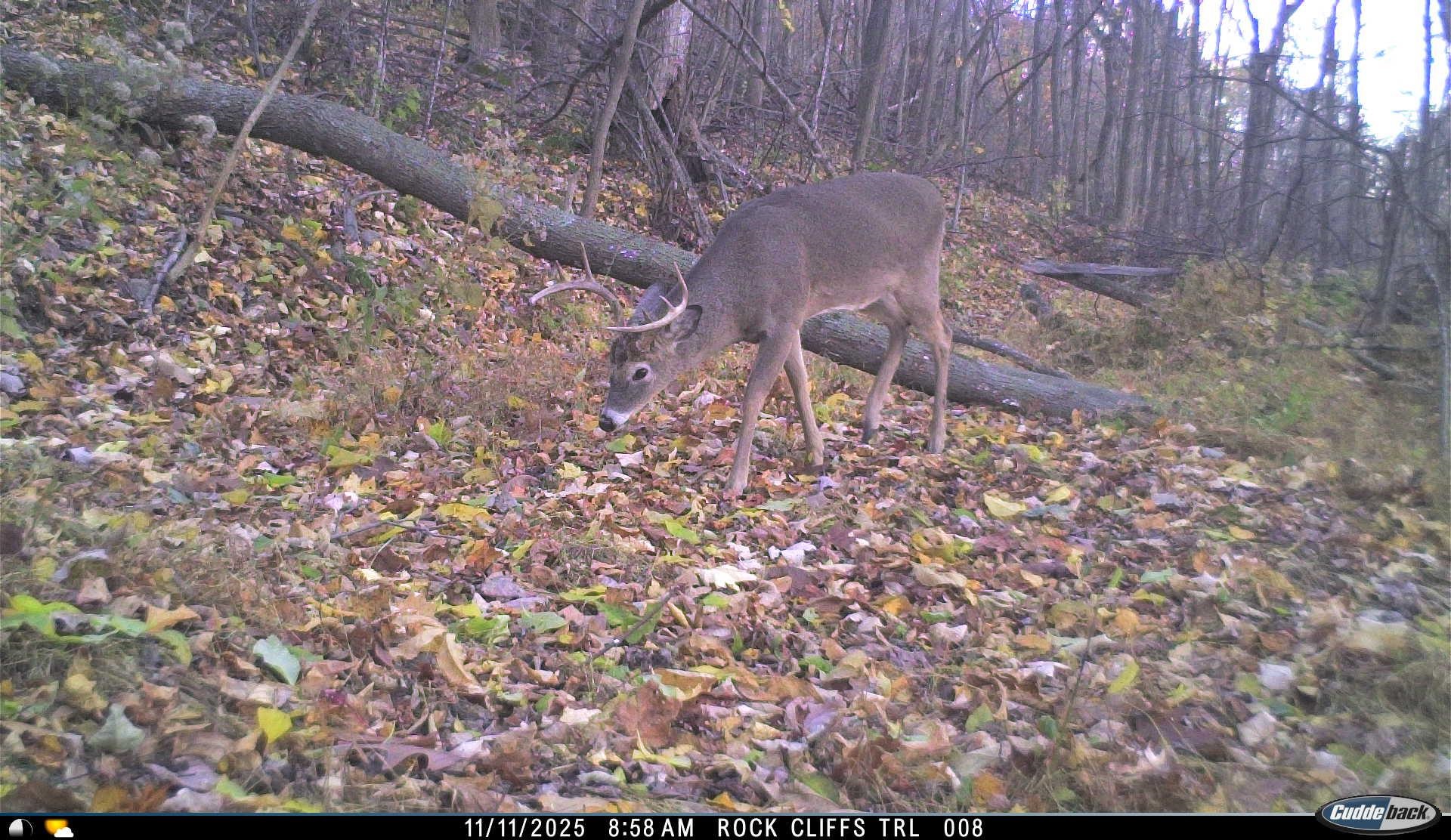 81.5 Acres HOPKINS GAP RD, FULKS RUN, Virginia 22830, ,Farm,81.5 Acres HOPKINS GAP RD,675971 MLS # 675971