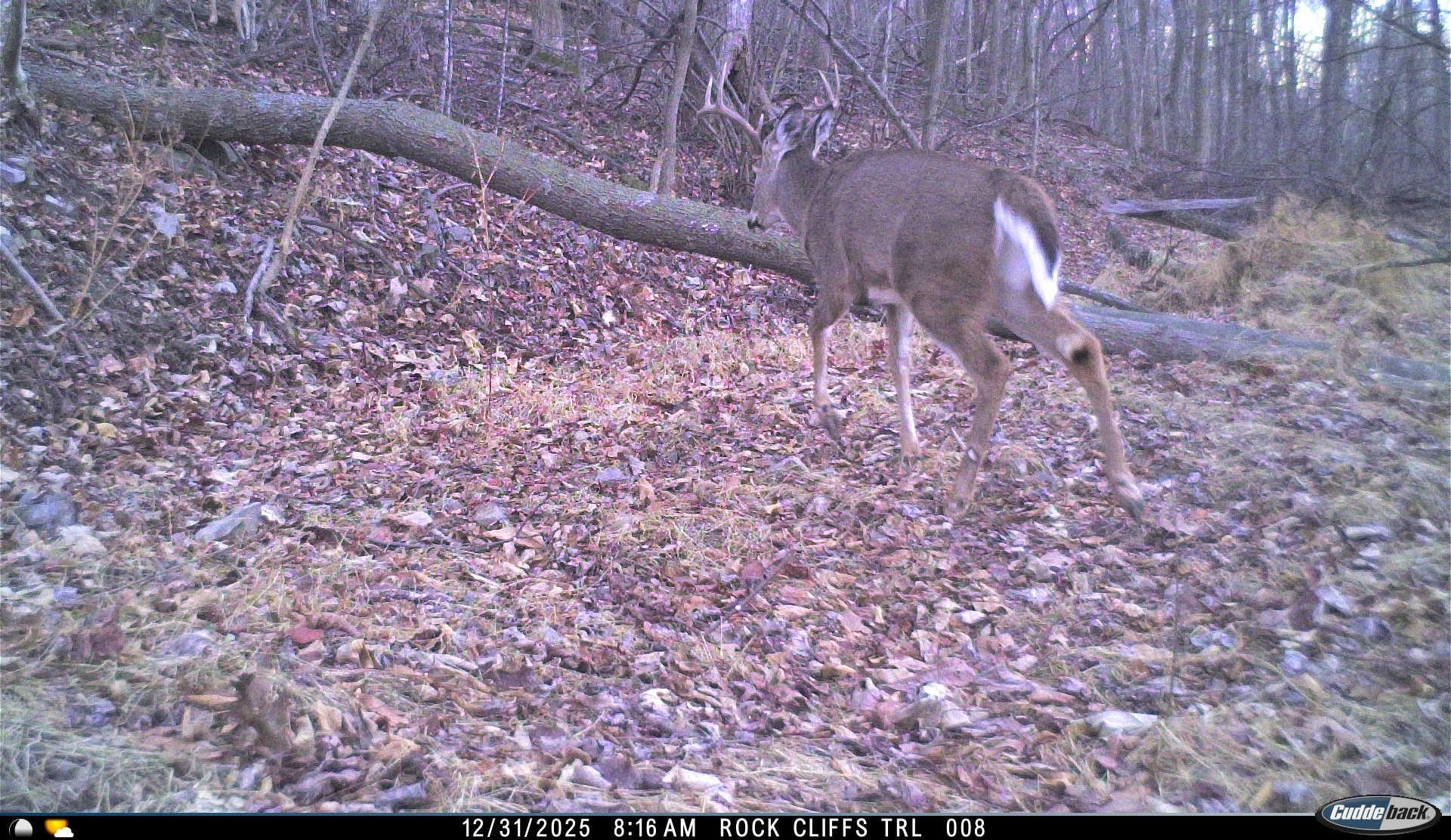 81.5 Acres HOPKINS GAP RD, FULKS RUN, Virginia 22830, ,Farm,81.5 Acres HOPKINS GAP RD,675971 MLS # 675971