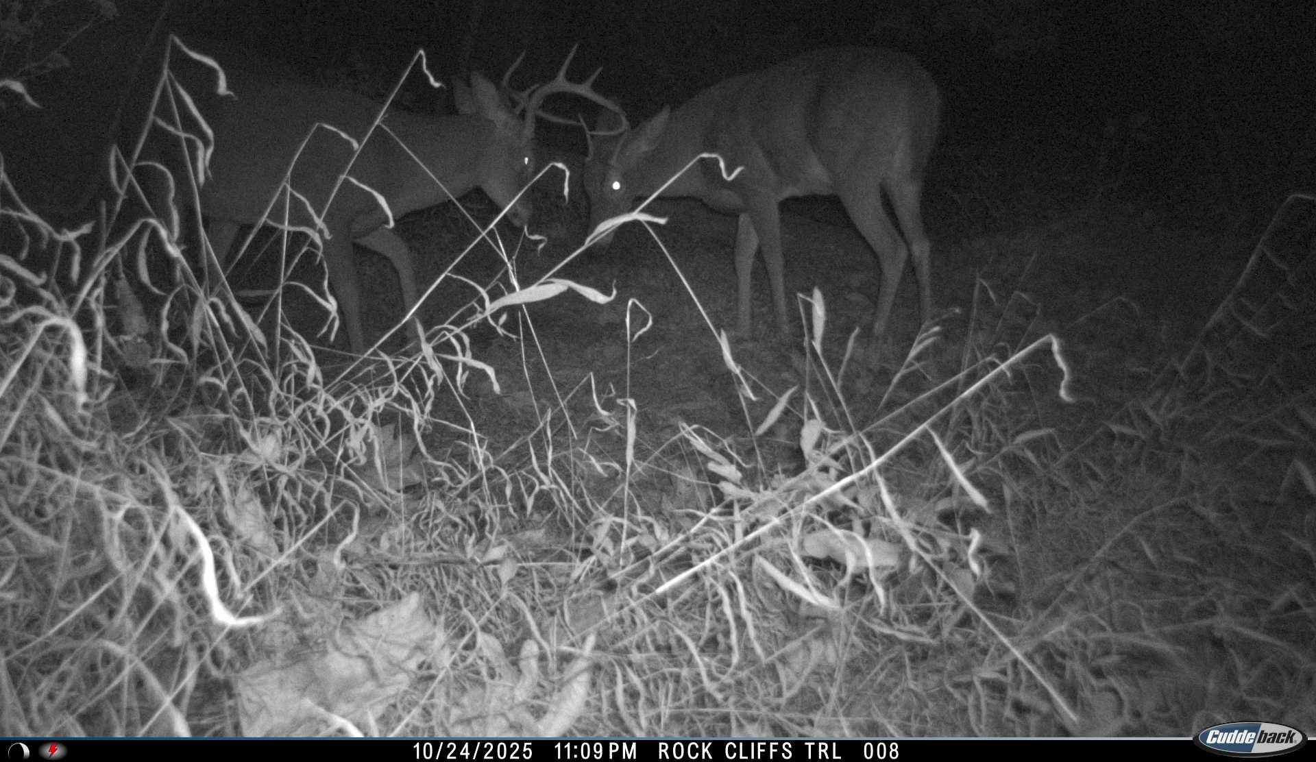 81.5 Acres HOPKINS GAP RD, FULKS RUN, Virginia 22830, ,Farm,81.5 Acres HOPKINS GAP RD,675971 MLS # 675971