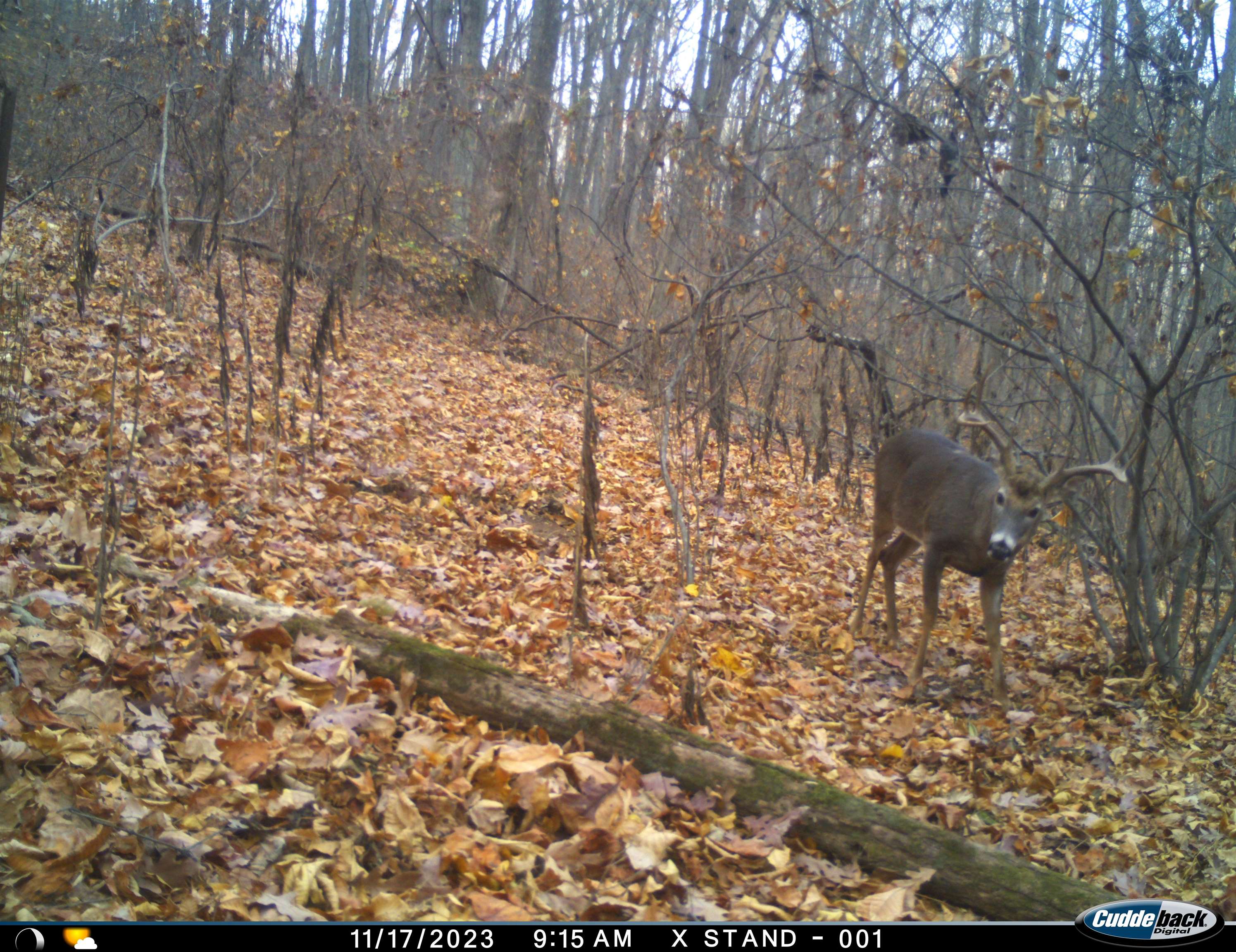 81.5 Acres HOPKINS GAP RD, FULKS RUN, Virginia 22830, ,Farm,81.5 Acres HOPKINS GAP RD,675971 MLS # 675971