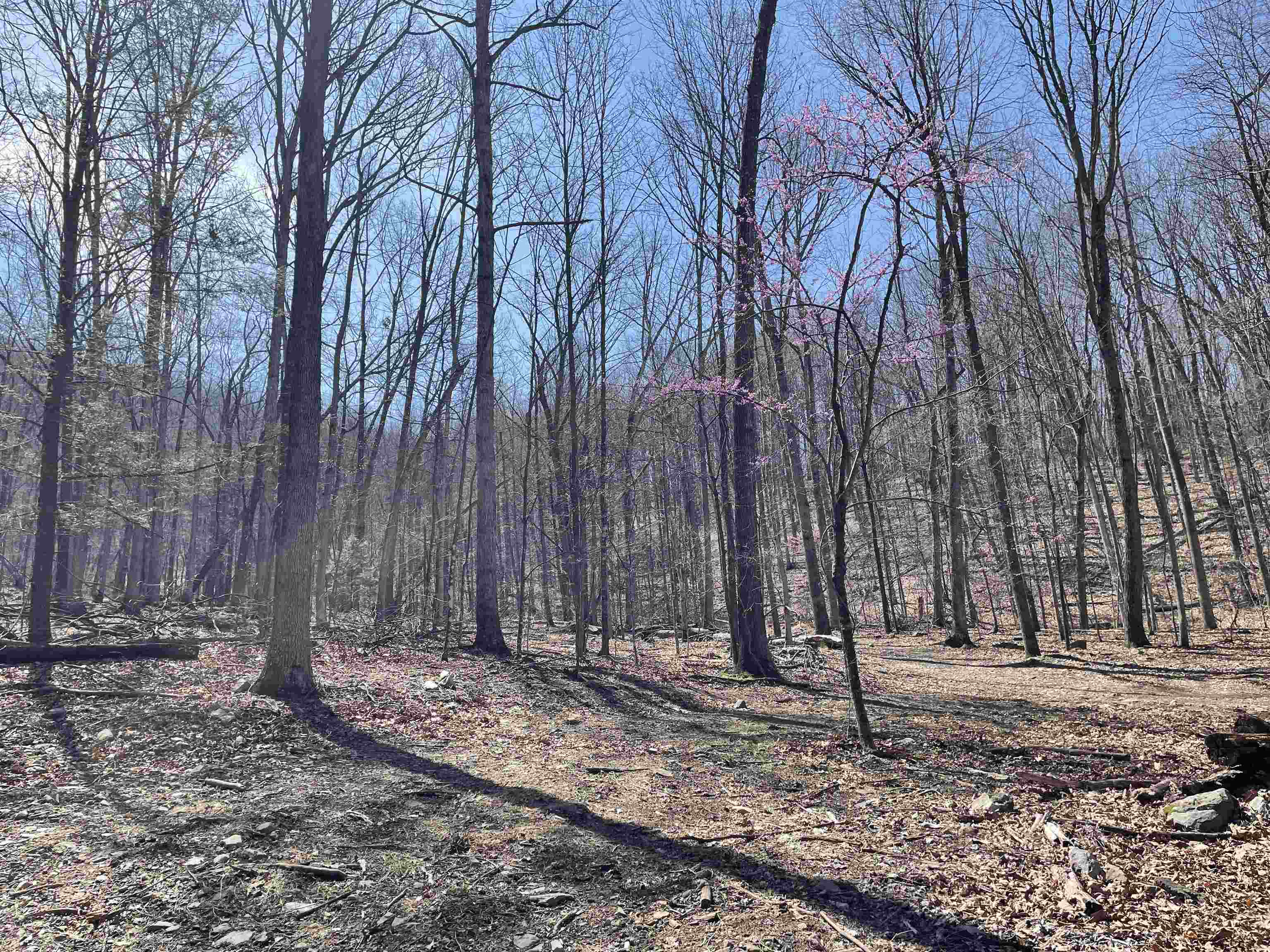 81.5 Acres HOPKINS GAP RD, FULKS RUN, Virginia 22830, ,Farm,81.5 Acres HOPKINS GAP RD,675971 MLS # 675971