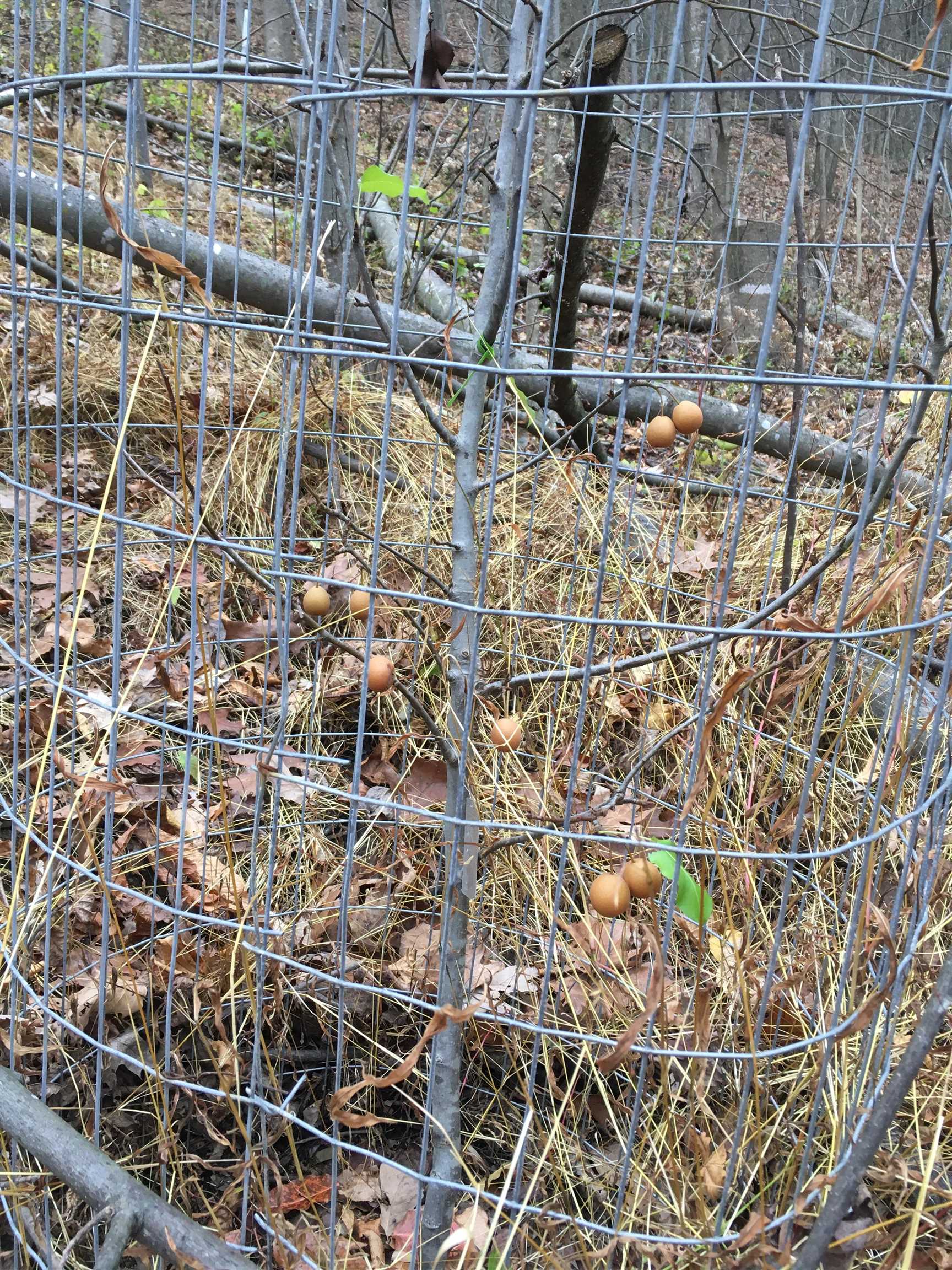 81.5 Acres HOPKINS GAP RD, FULKS RUN, Virginia 22830, ,Farm,81.5 Acres HOPKINS GAP RD,675971 MLS # 675971