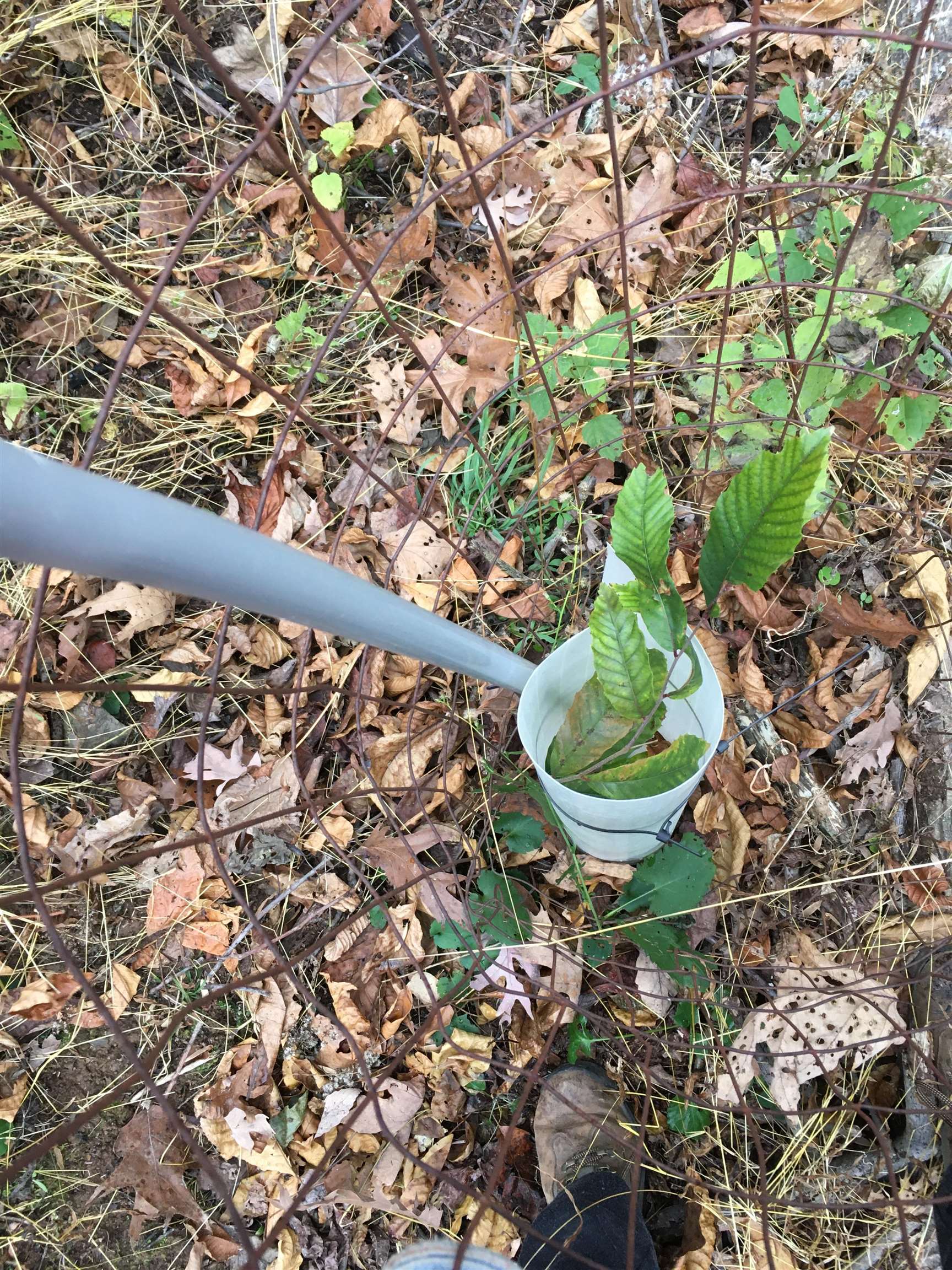 81.5 Acres HOPKINS GAP RD, FULKS RUN, Virginia 22830, ,Farm,81.5 Acres HOPKINS GAP RD,675971 MLS # 675971