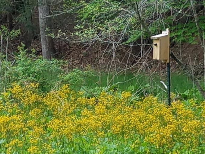 81.5 Acres HOPKINS GAP RD, FULKS RUN, Virginia 22830, ,Farm,81.5 Acres HOPKINS GAP RD,675971 MLS # 675971