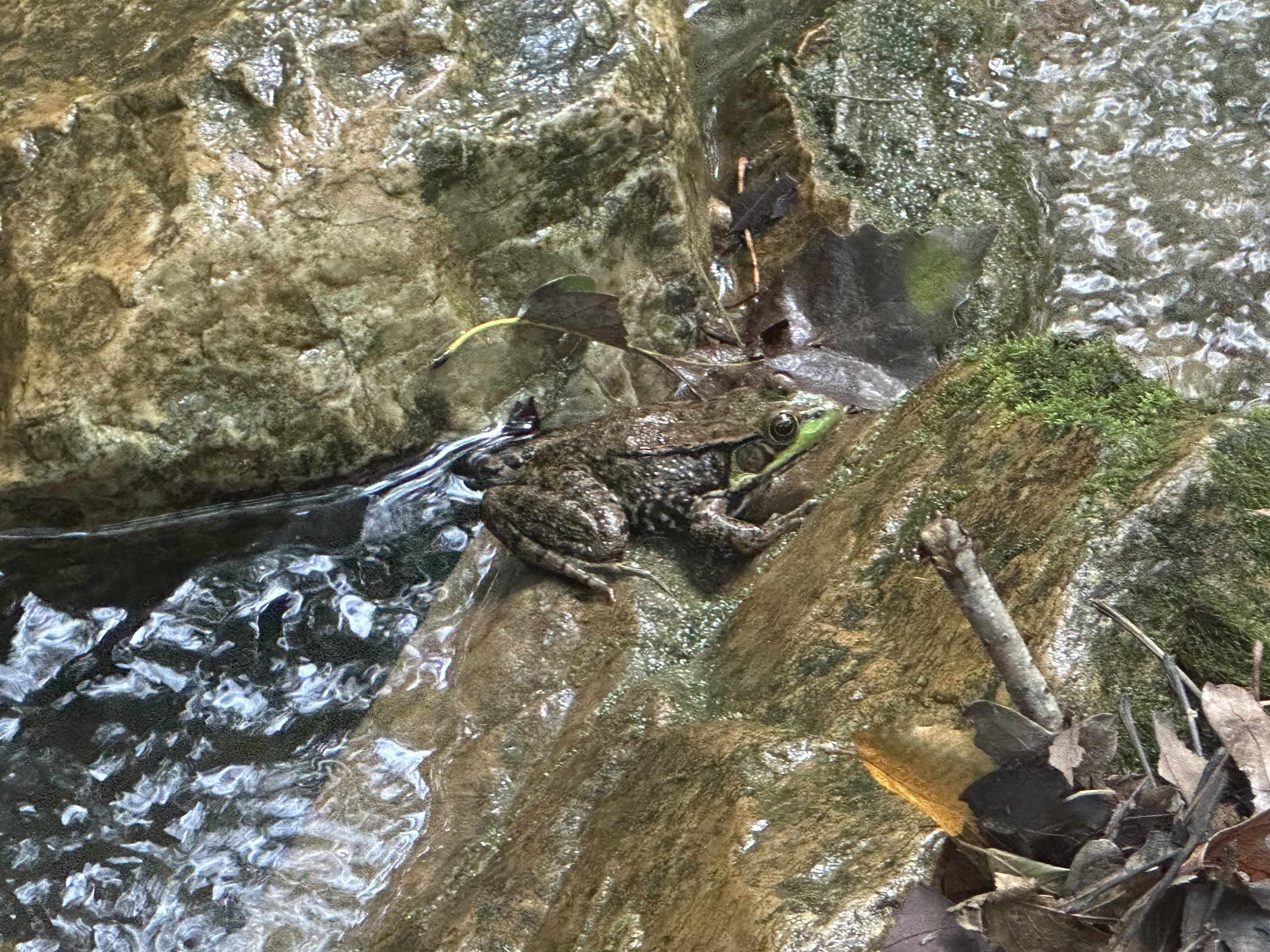 81.5 Acres HOPKINS GAP RD, FULKS RUN, Virginia 22830, ,Farm,81.5 Acres HOPKINS GAP RD,675971 MLS # 675971