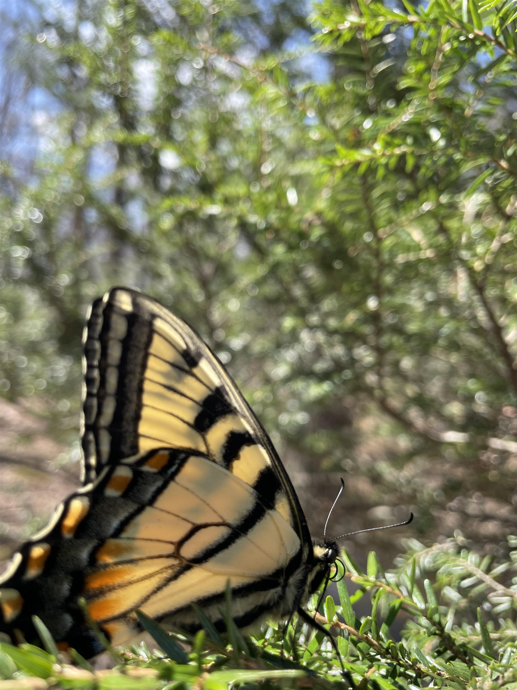 81.5 Acres HOPKINS GAP RD, FULKS RUN, Virginia 22830, ,Farm,81.5 Acres HOPKINS GAP RD,675971 MLS # 675971